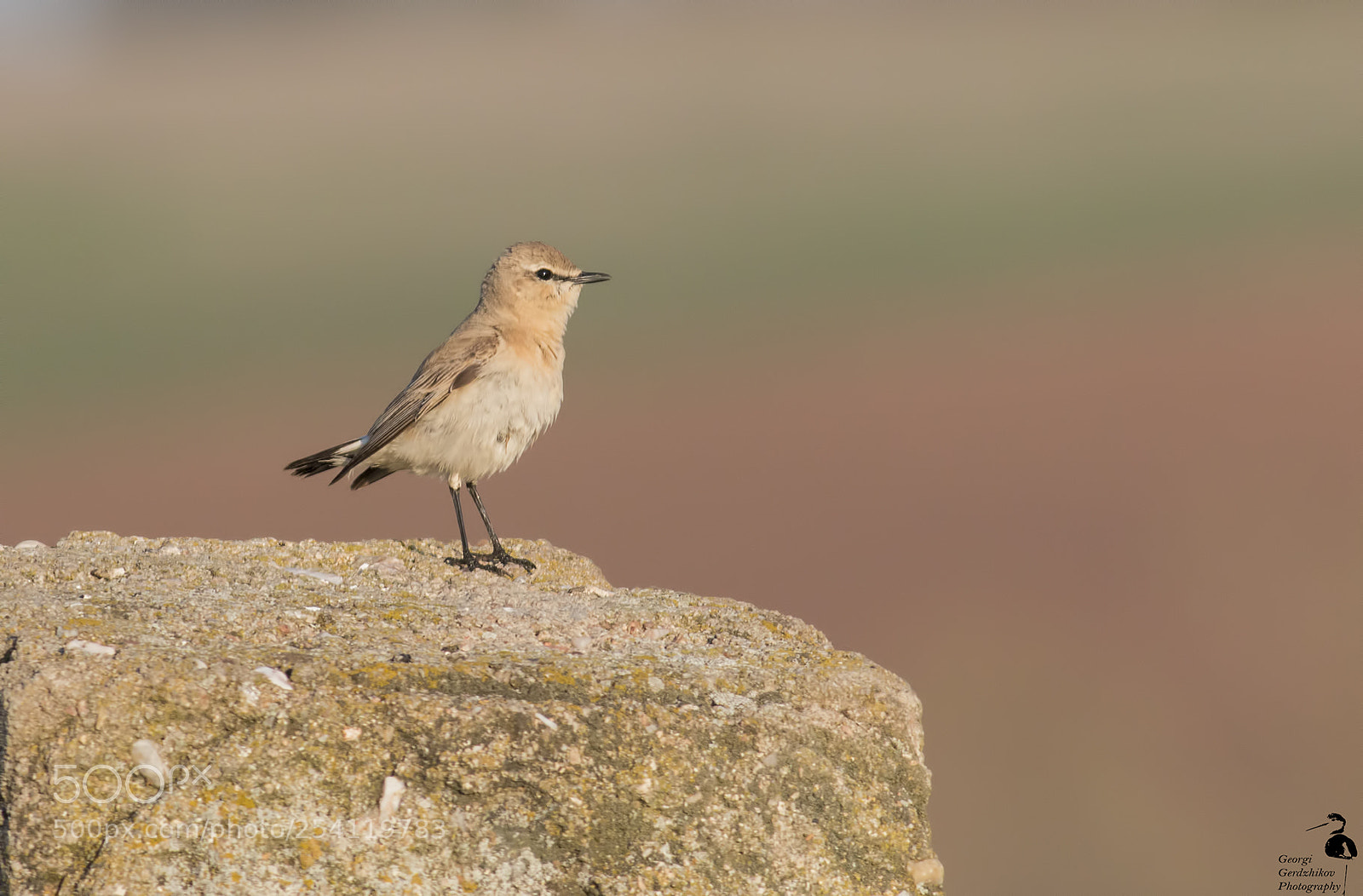 Canon EOS 70D sample photo. Isabeline wheatear photography