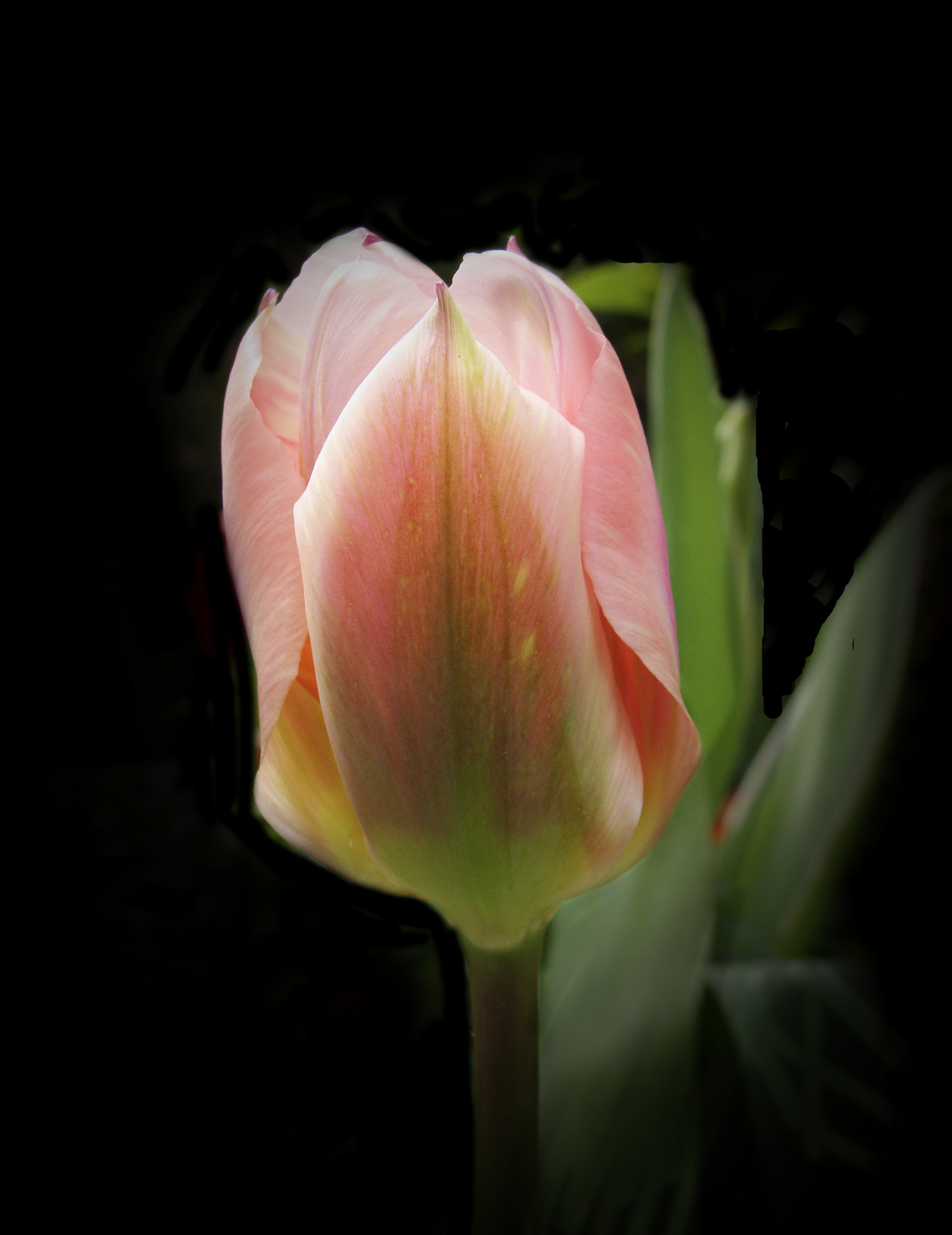 Sony Cyber-shot DSC-H10 sample photo. Tulipan photography
