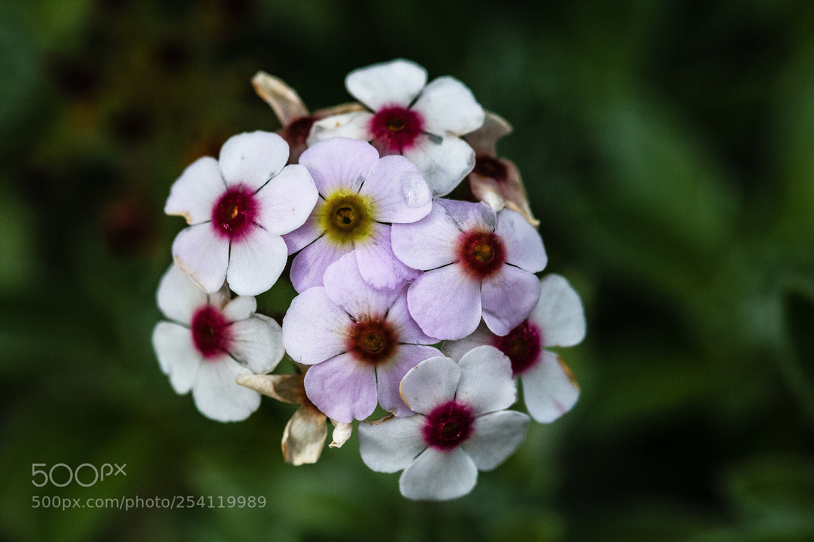 Canon EOS 60D sample photo. Androsace lanuginosa photography
