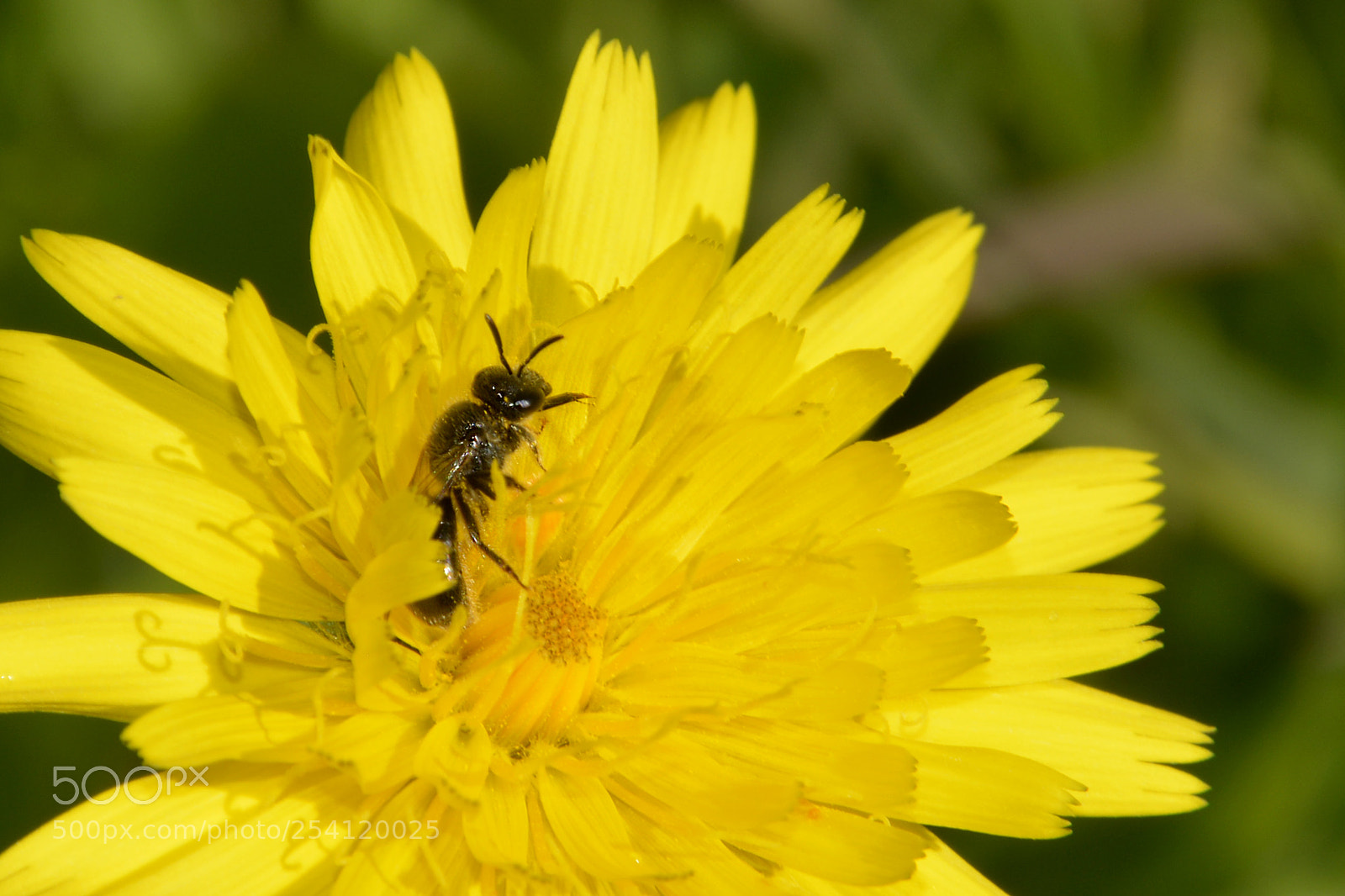Nikon D5200 sample photo. Entre pétalos photography
