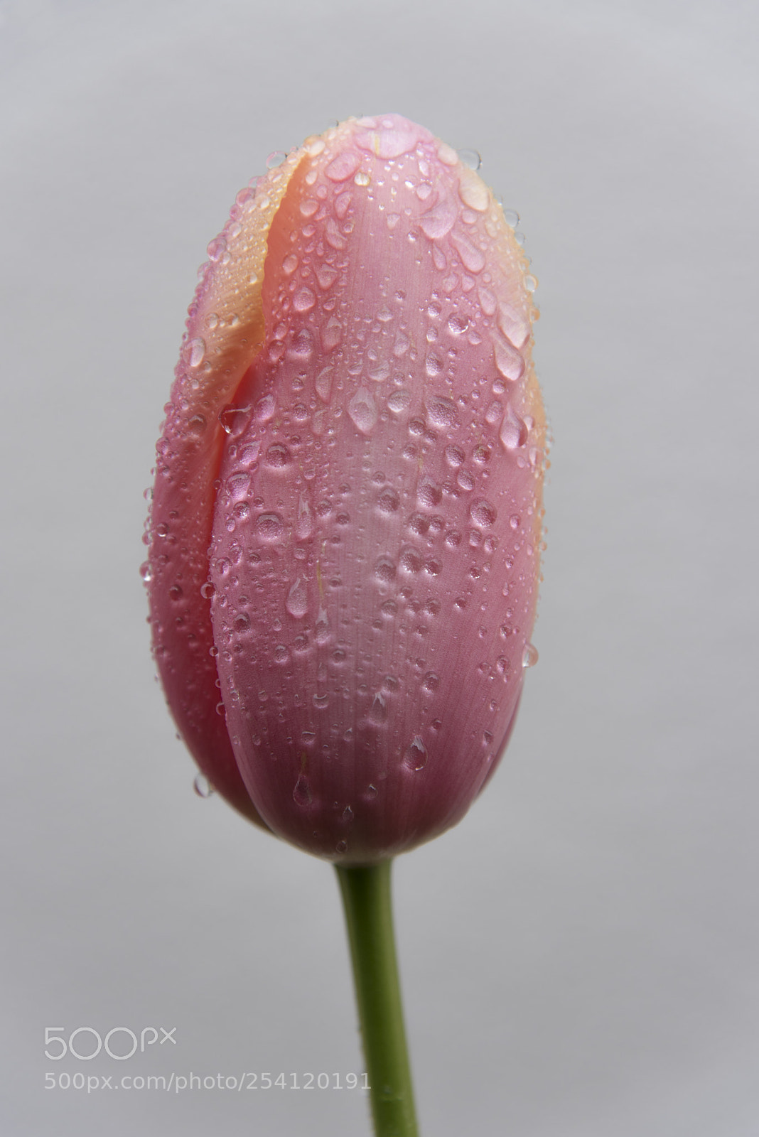 Nikon D750 sample photo. Pink tulip photography