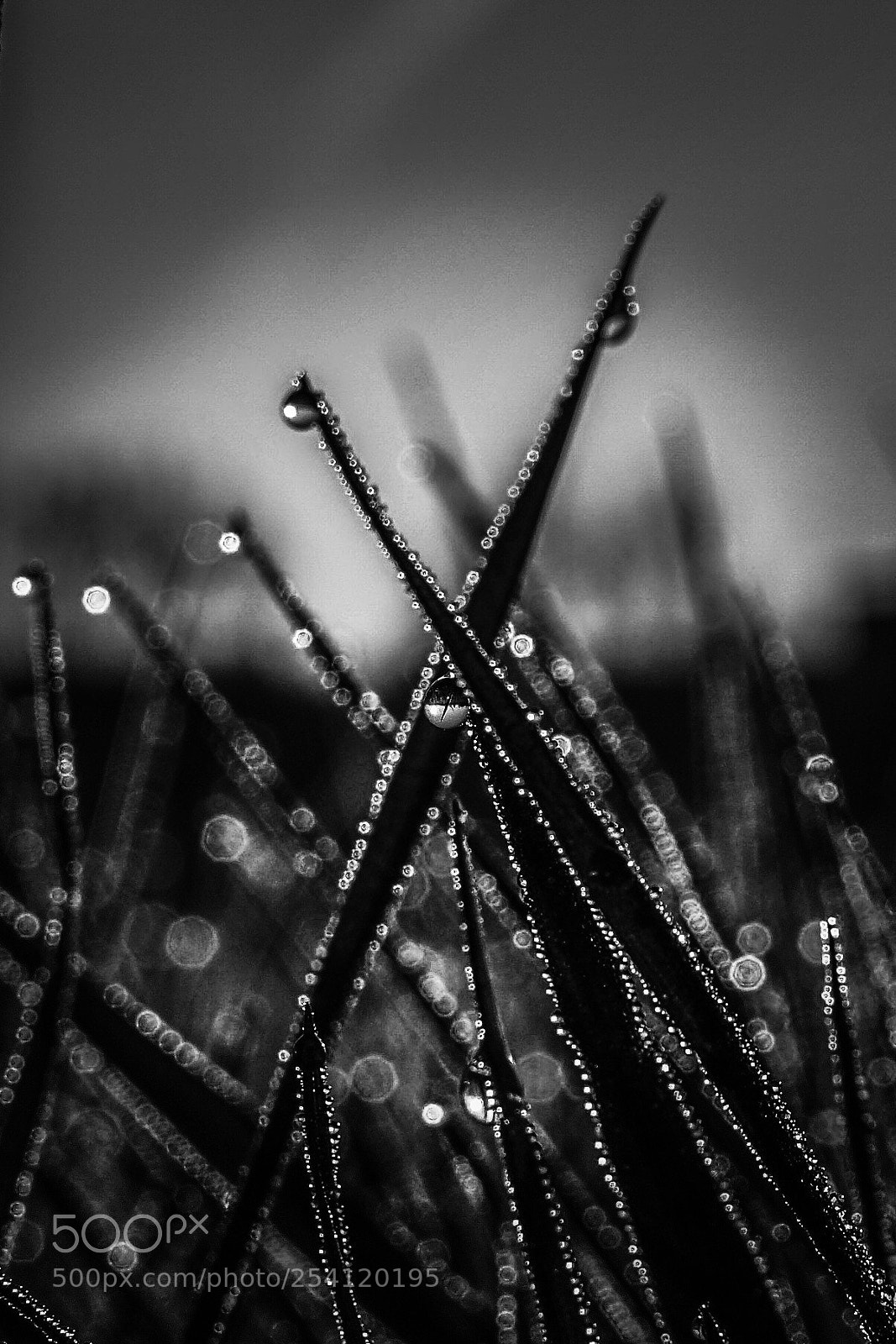 Sony a6000 sample photo. Morgentau photography