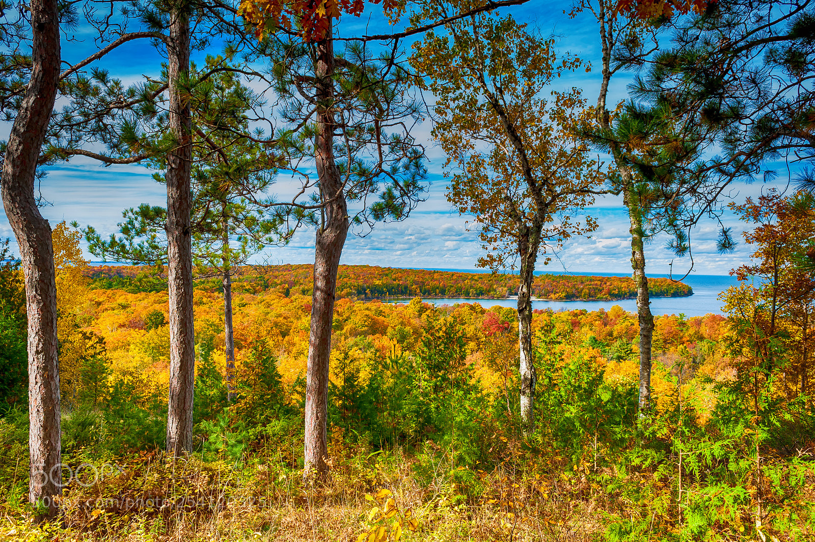 Nikon D700 sample photo. Autumn forest photography