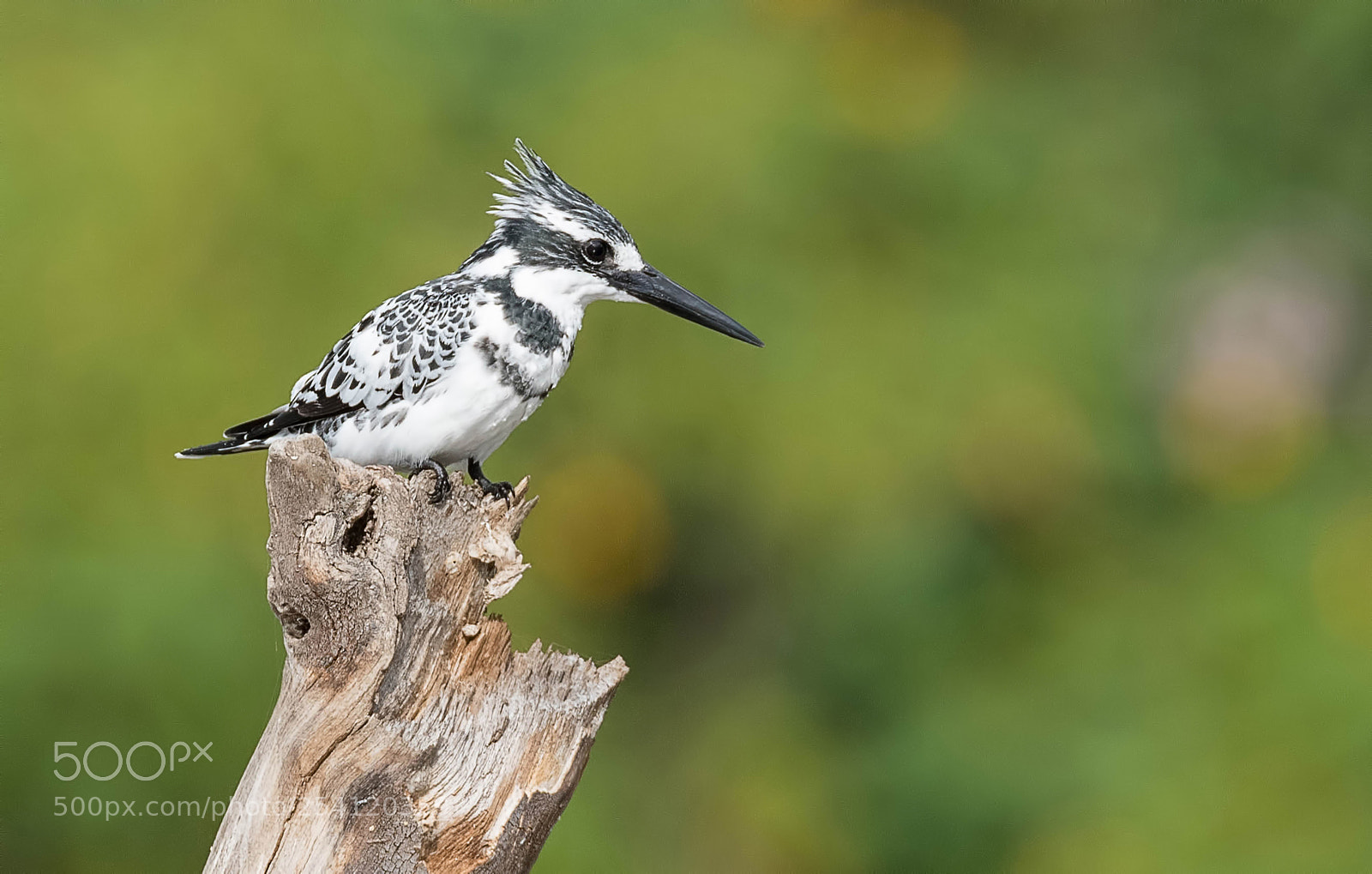 Nikon D500 sample photo. Pied kingfisher photography