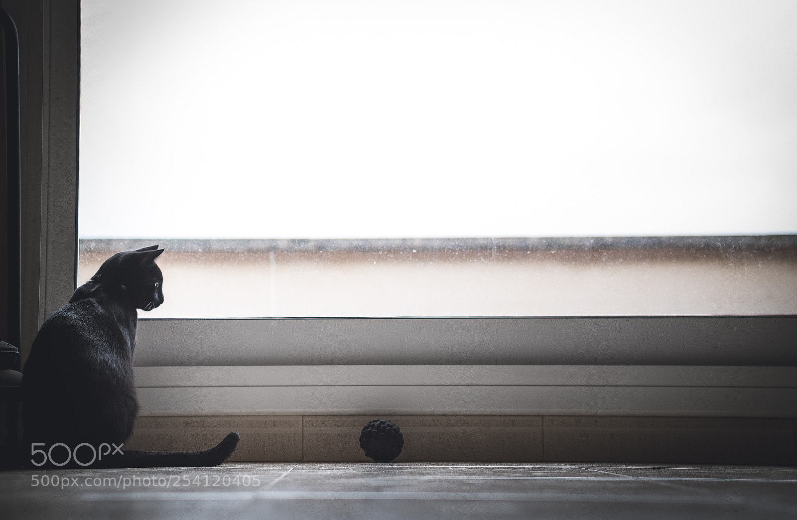 Fujifilm X-T1 sample photo. The cat and the photography