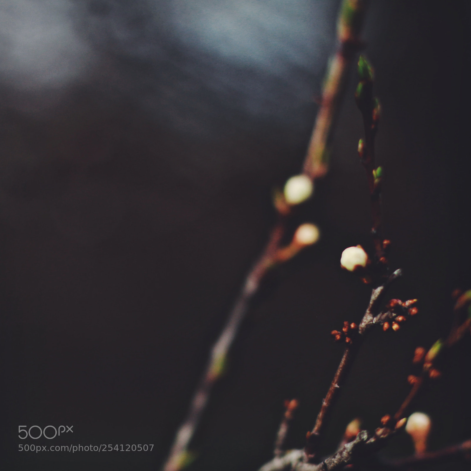 Canon EOS 70D sample photo. Processed with vsco with photography