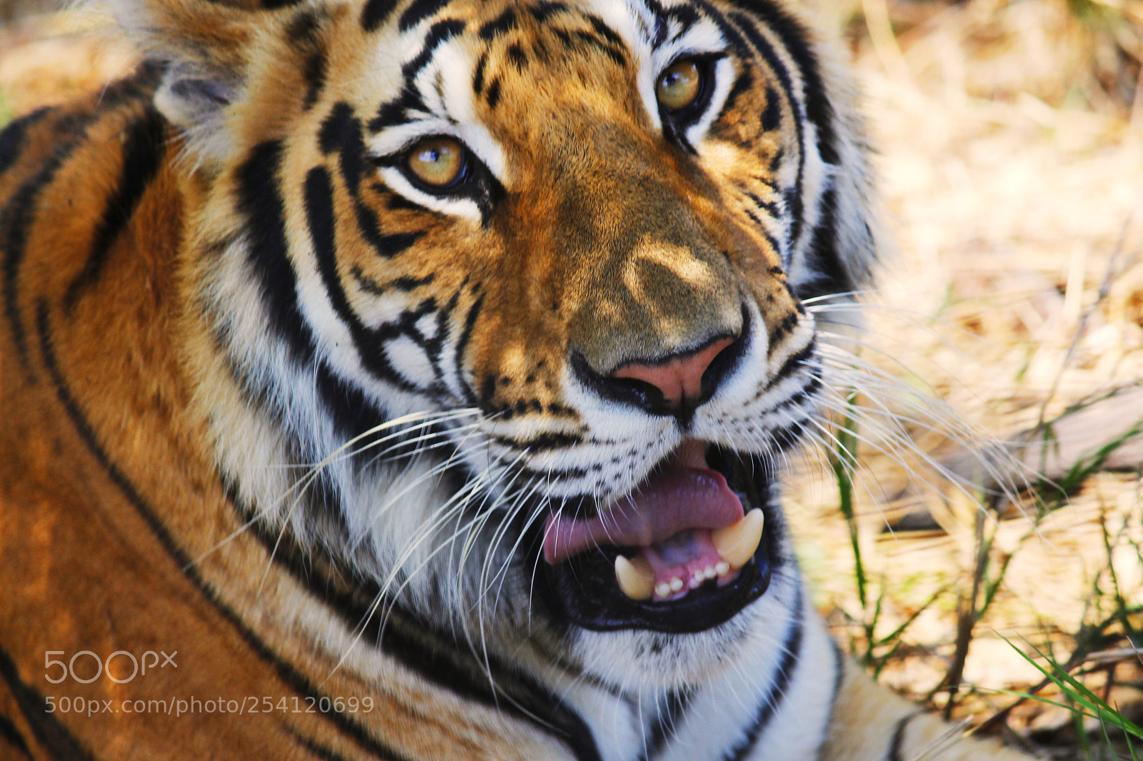 Canon EOS 700D (EOS Rebel T5i / EOS Kiss X7i) sample photo. Jaws of death photography