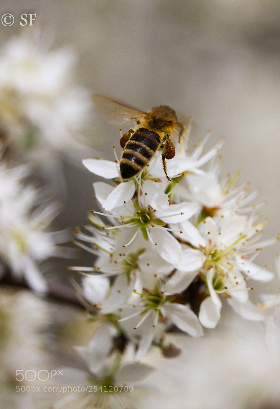 Canon EOS 750D (EOS Rebel T6i / EOS Kiss X8i) sample photo. Blackthorn and bee photography