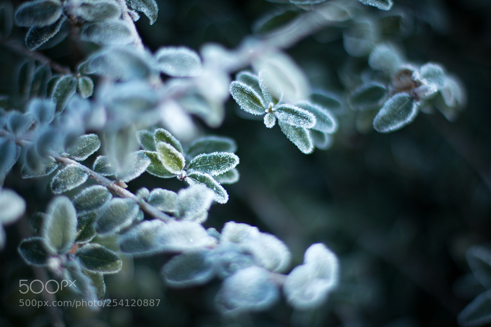 Canon EOS 70D sample photo. Frosty contouring photography