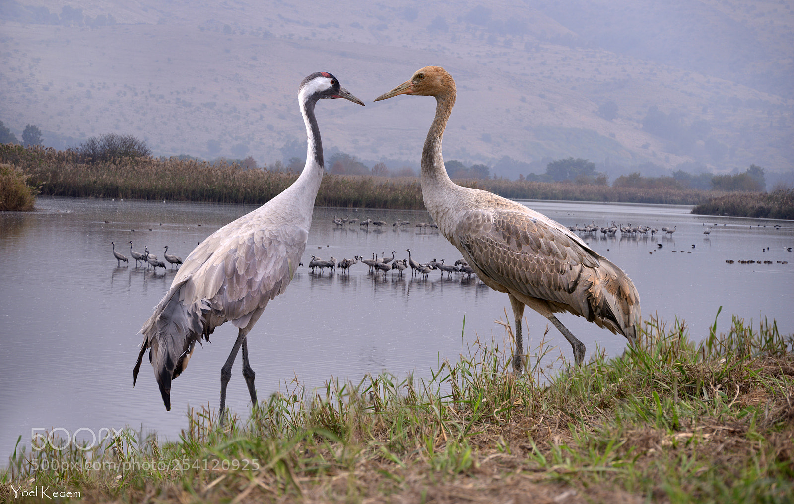 Nikon D800 sample photo. Couple of cranes photography