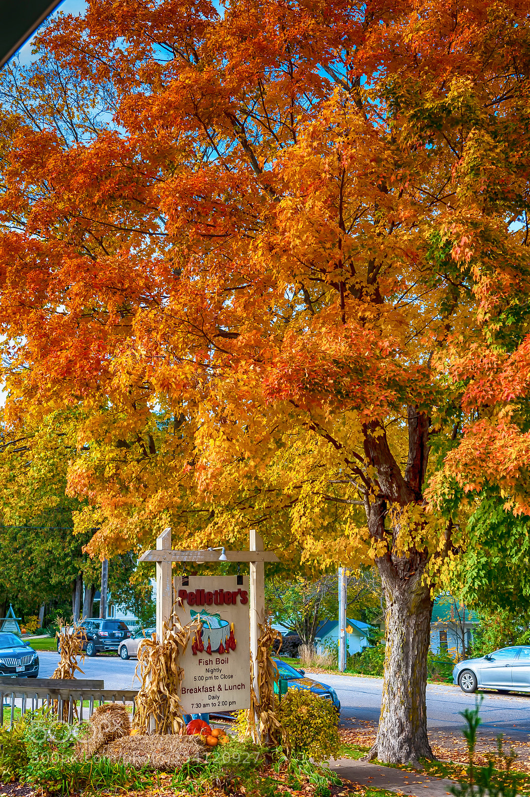 Nikon D700 sample photo. Orange tree photography