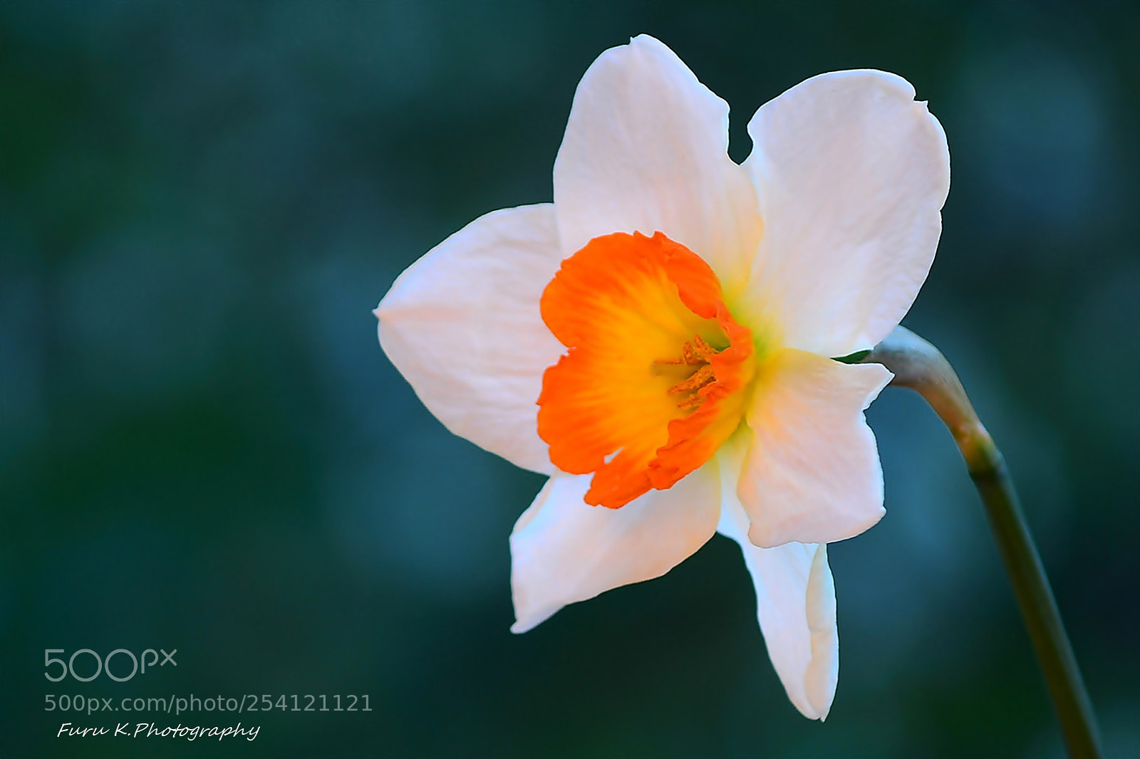 Nikon D7100 sample photo. White beauty photography