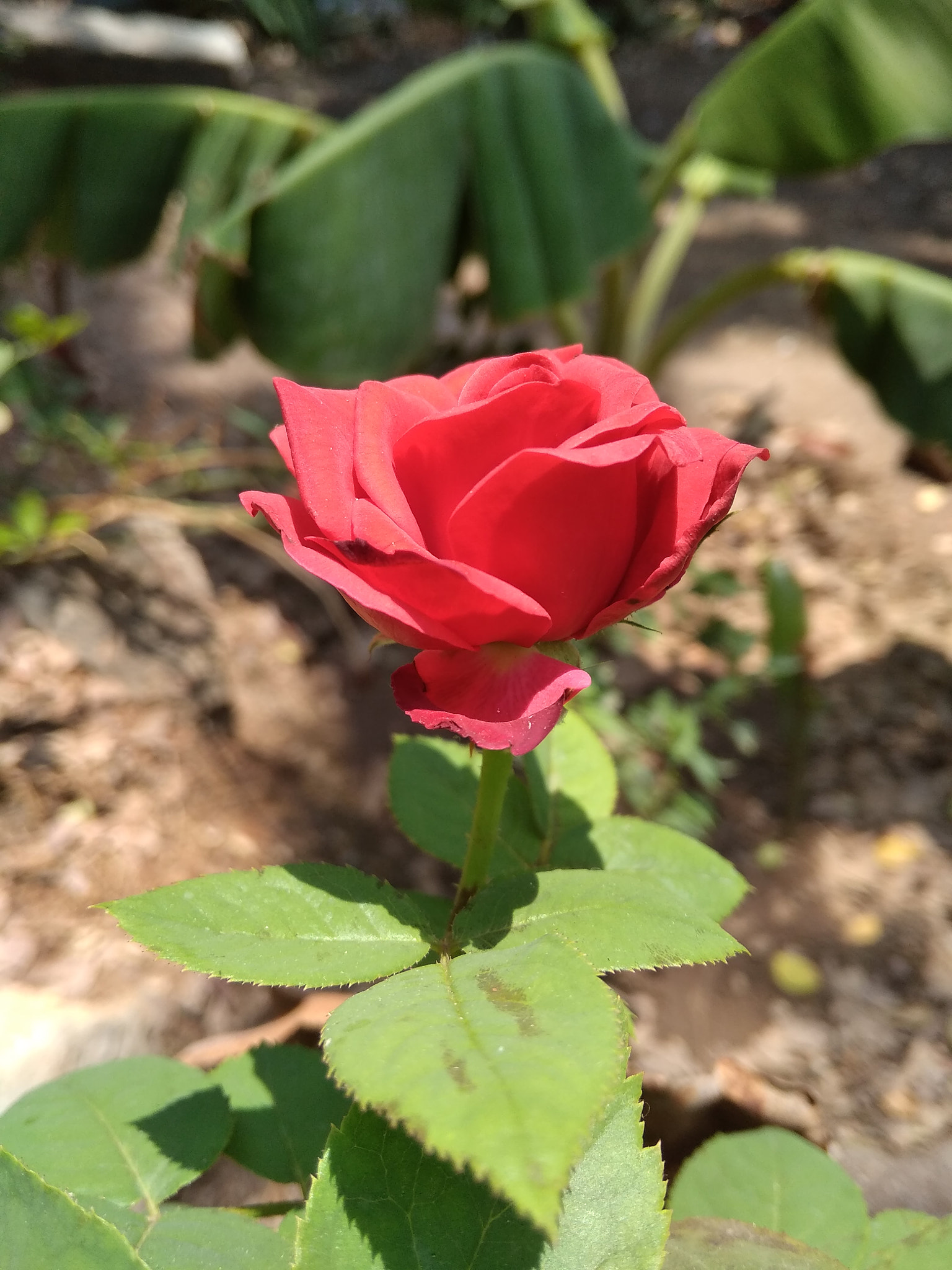 Xiaomi Redmi 5A sample photo