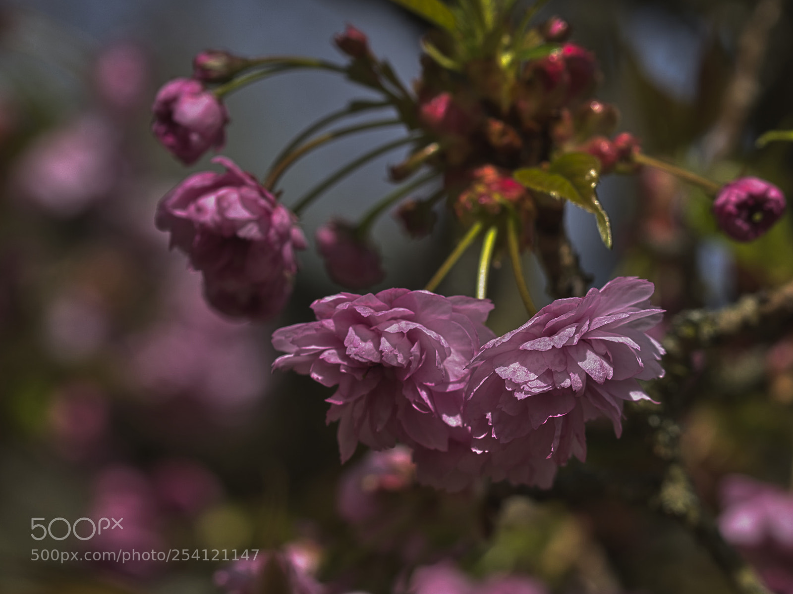 Sony ILCA-77M2 sample photo. Cherry 'kiku shidare zakura' photography