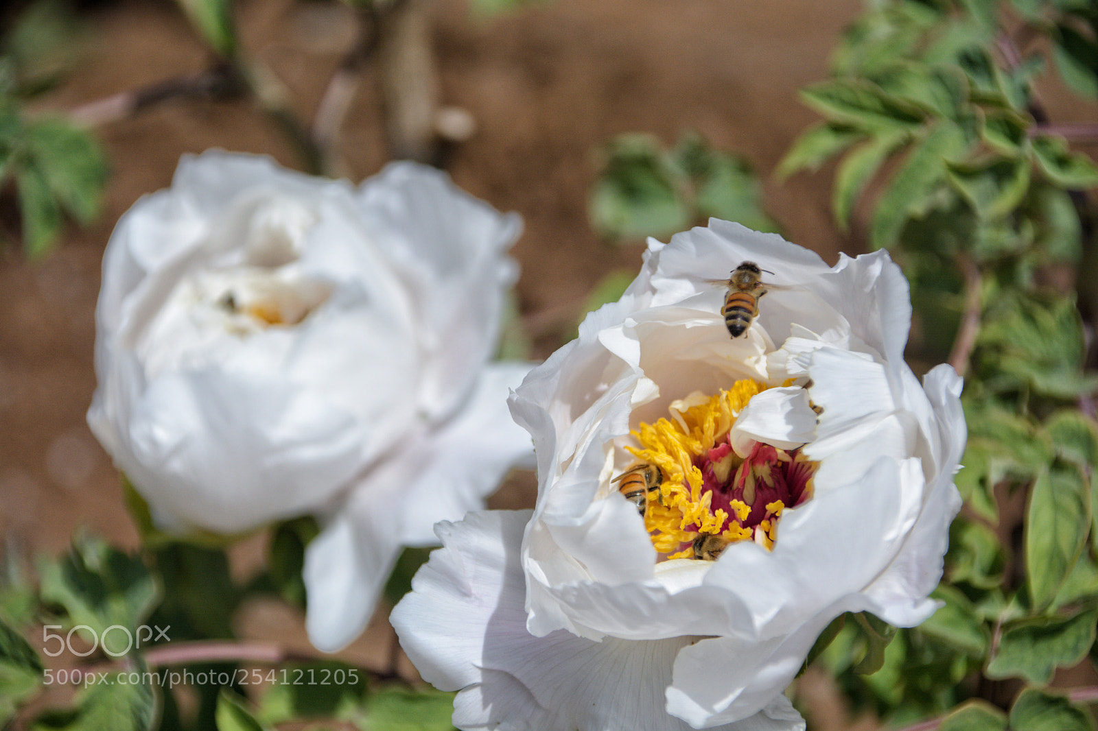 Nikon D7100 sample photo. Untitled photography