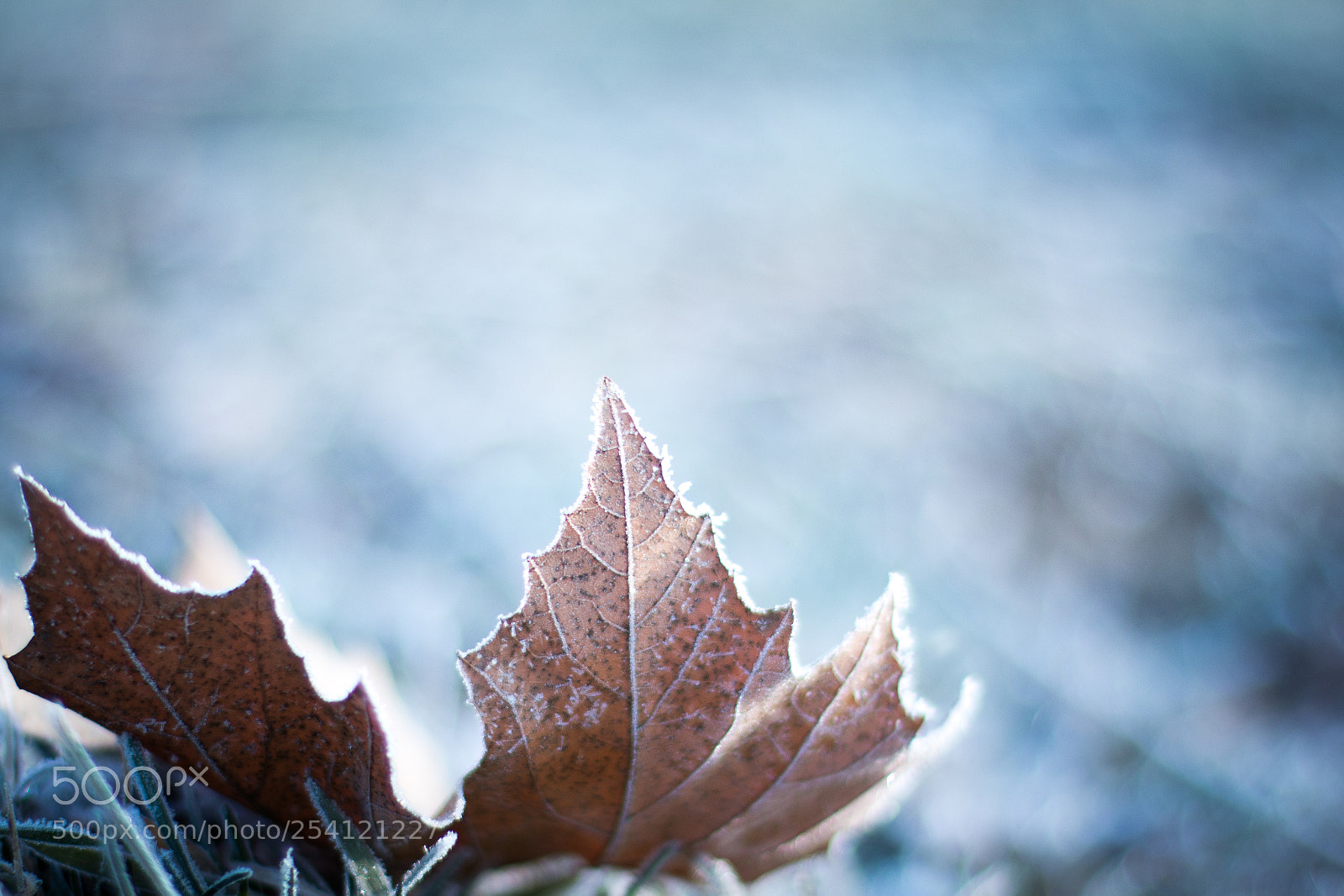 Canon EOS 70D sample photo. Detspotted photography