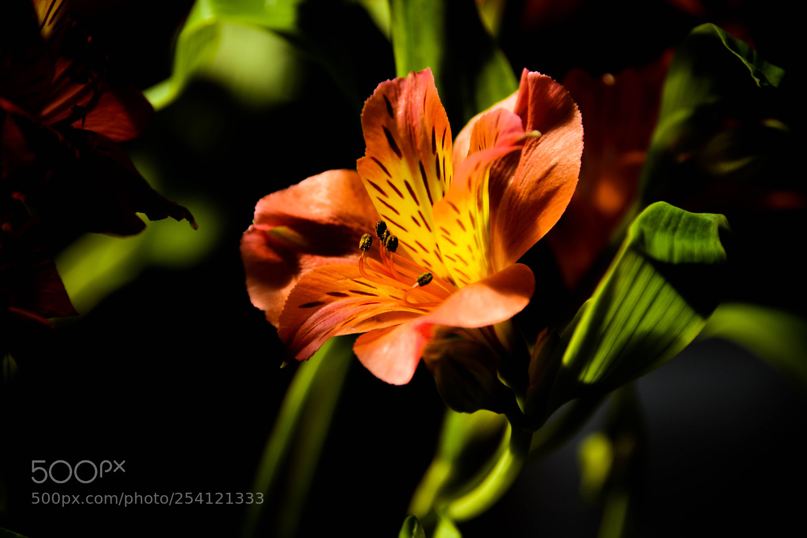 Nikon D800E sample photo. Edit photography