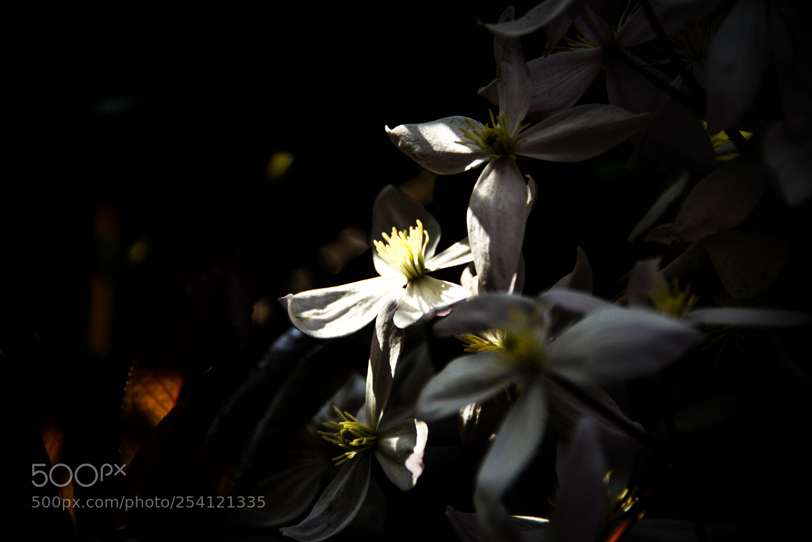 Nikon D800E sample photo. Edit photography
