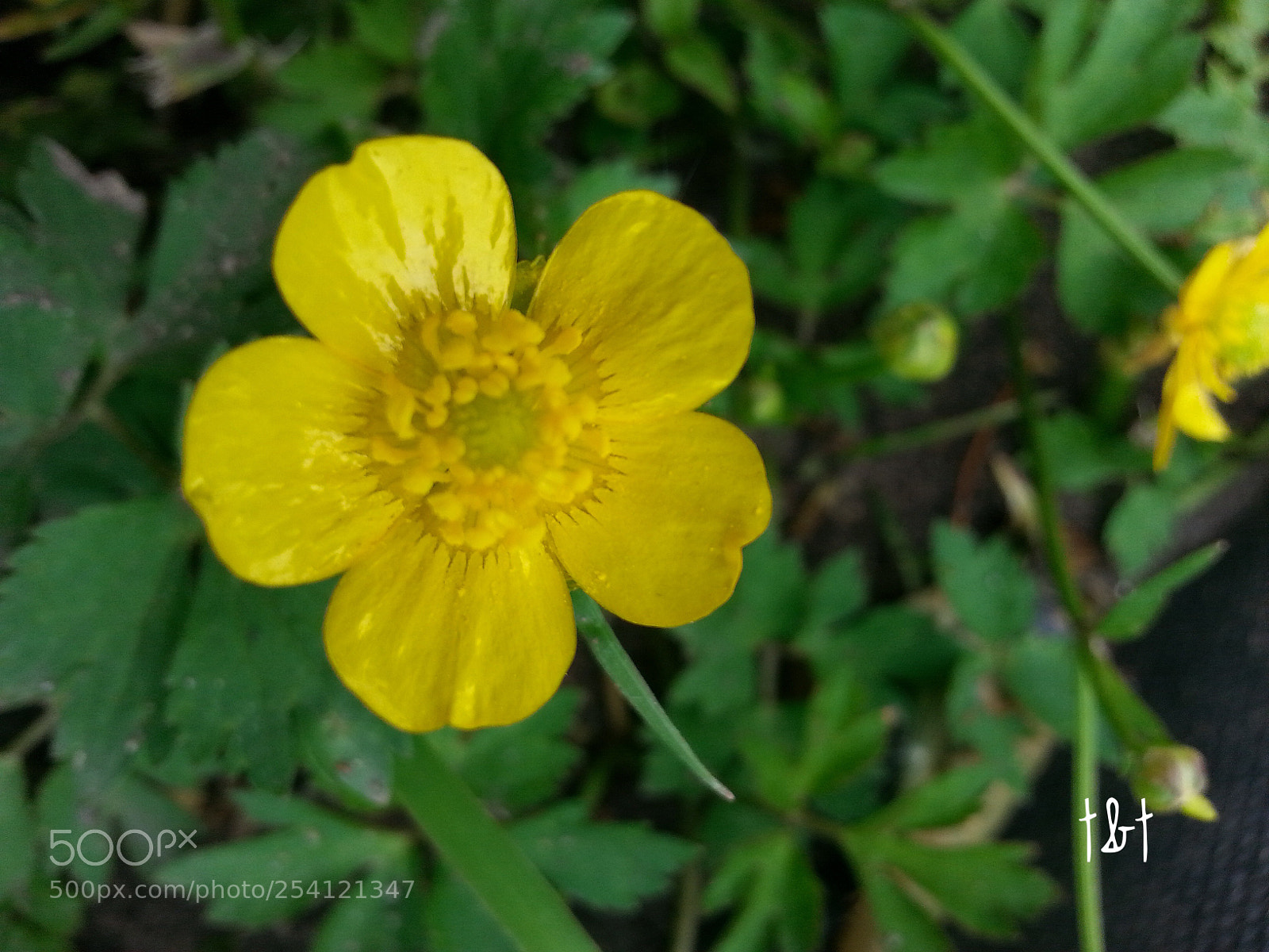 Samsung Galaxy S3 sample photo. Untitled photography