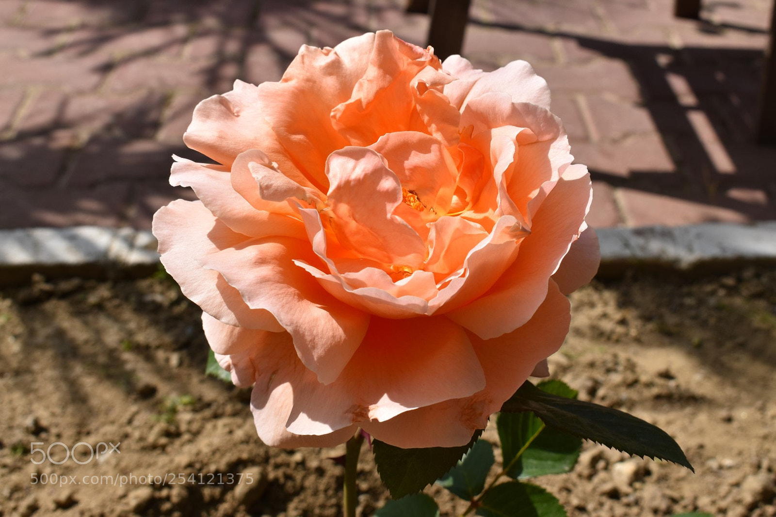 Nikon D5600 sample photo. Flower photography