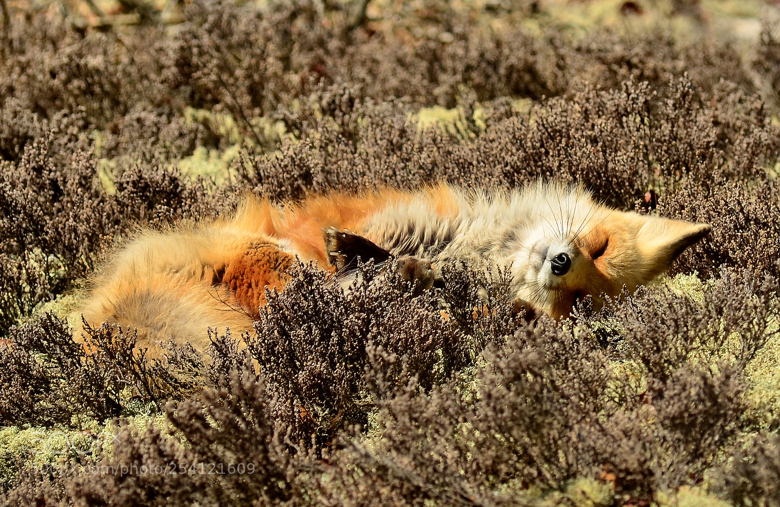 Nikon D7000 sample photo. Blissful fox photography