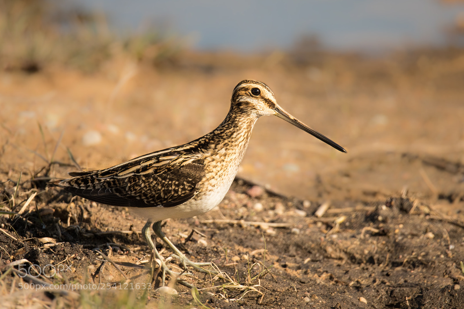 Canon EOS 7D Mark II sample photo. Common snipe bird, gallinago photography