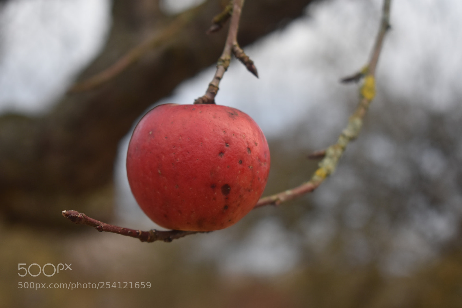 Nikon D3400 sample photo. Just a red... photography