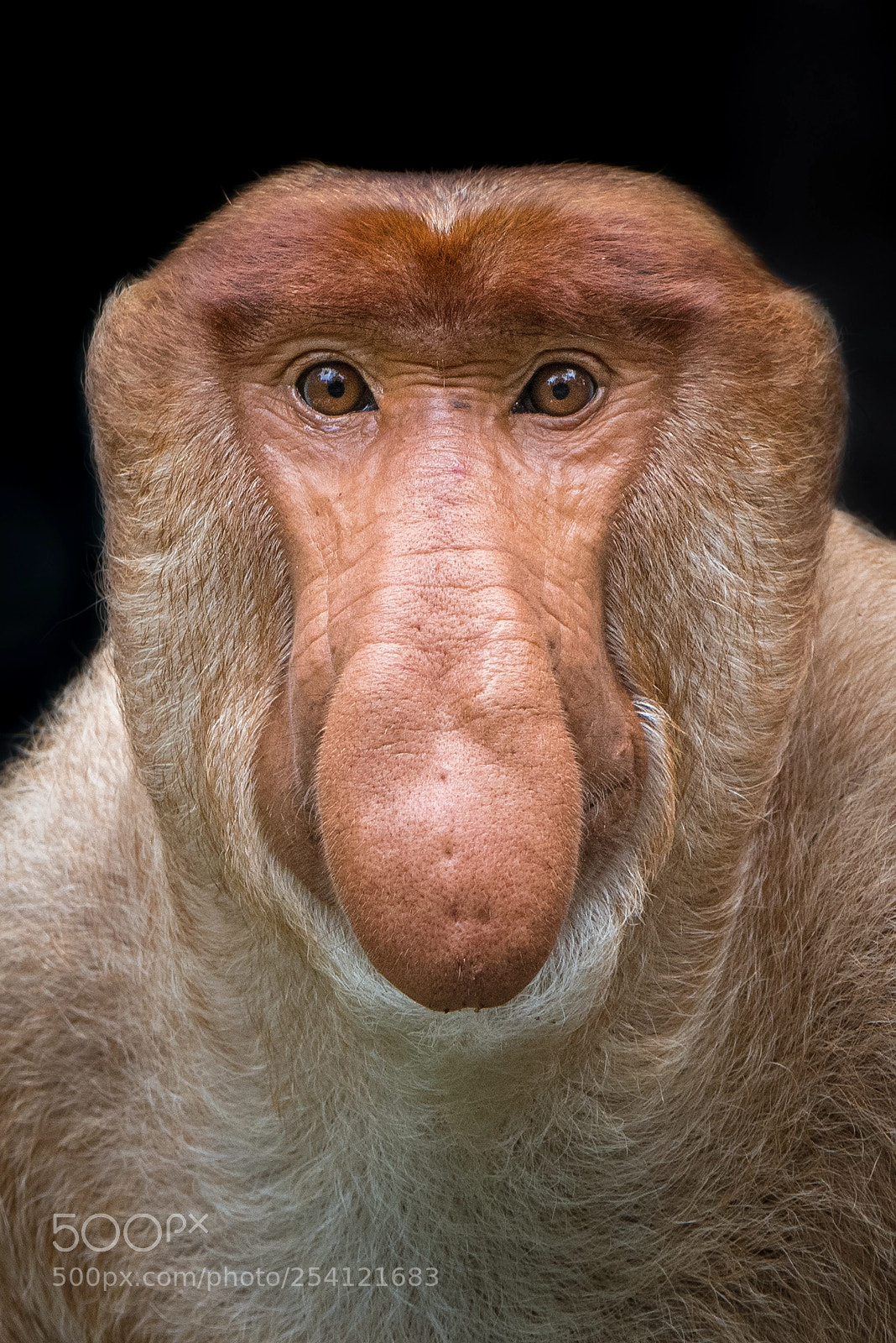 Nikon D500 sample photo. Proboscis monkey alpha male photography