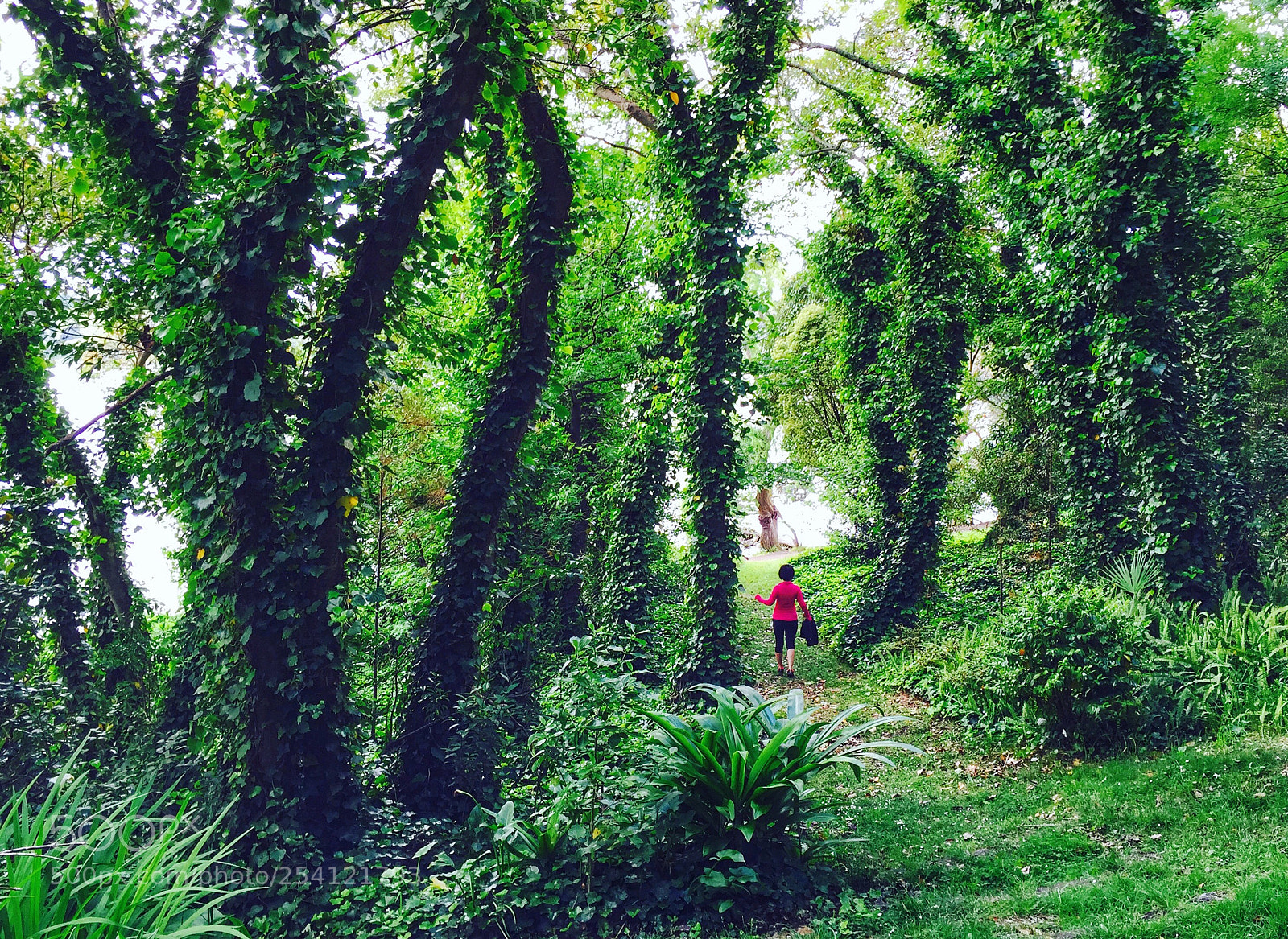 Apple iPhone 6 sample photo. Into the woods photography