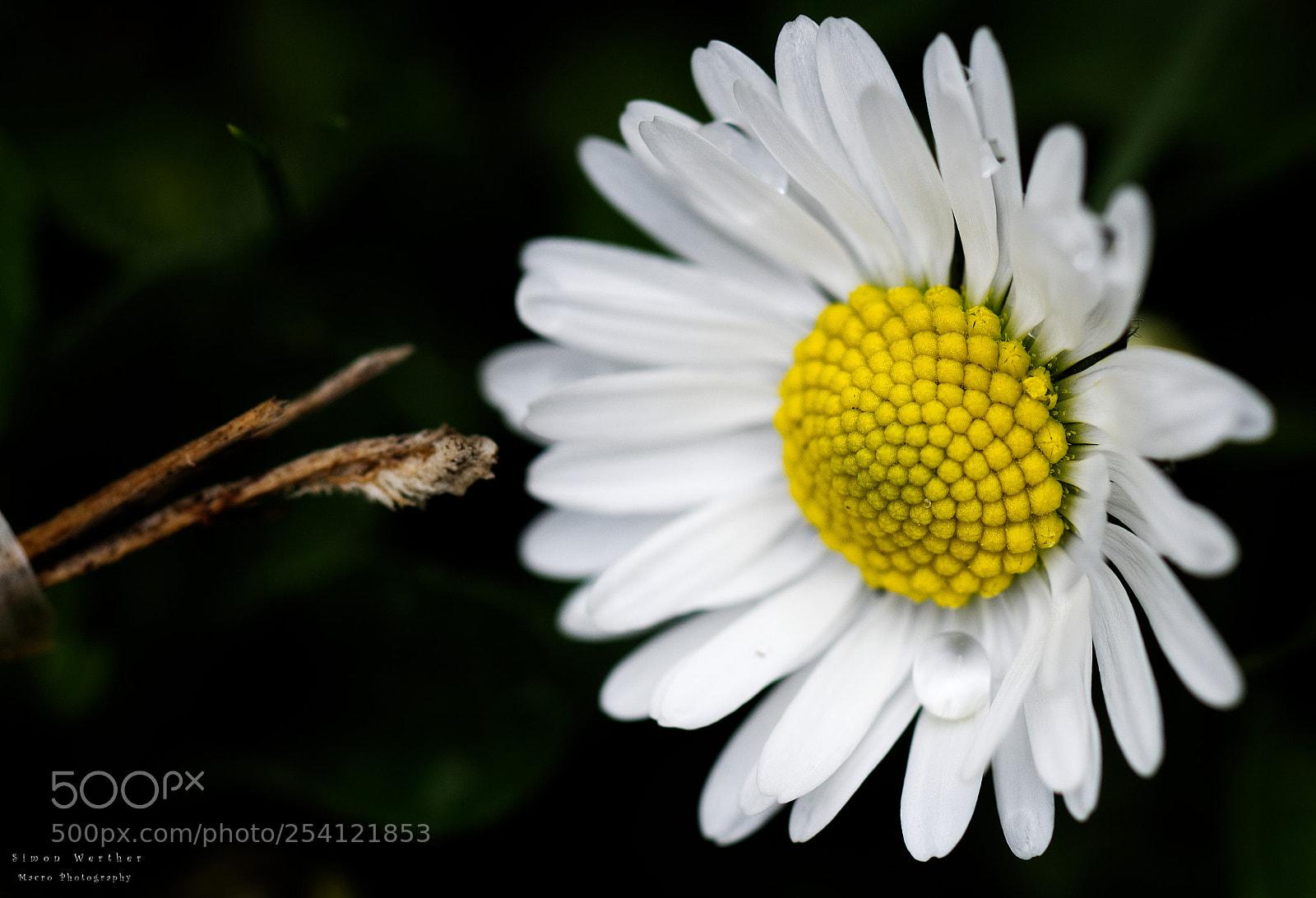 Nikon D5600 sample photo. Bellis photography