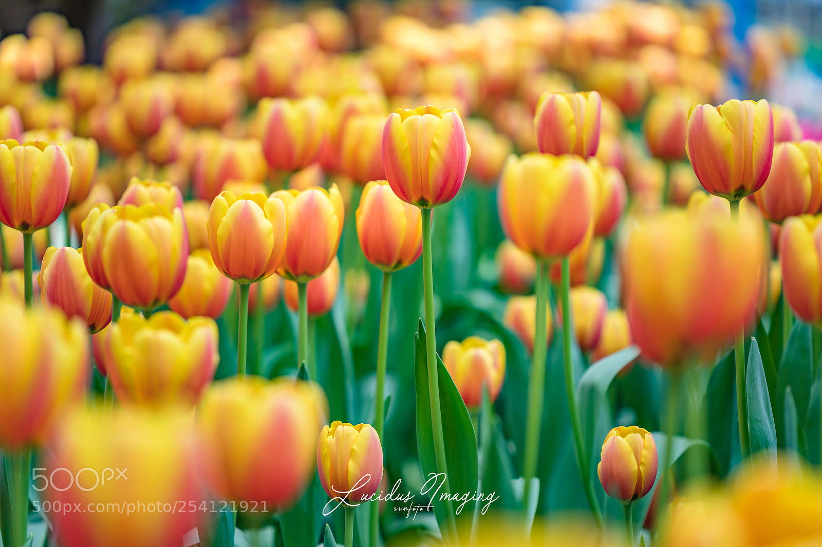 Canon EOS 5D Mark IV sample photo. Tulips blossom photography