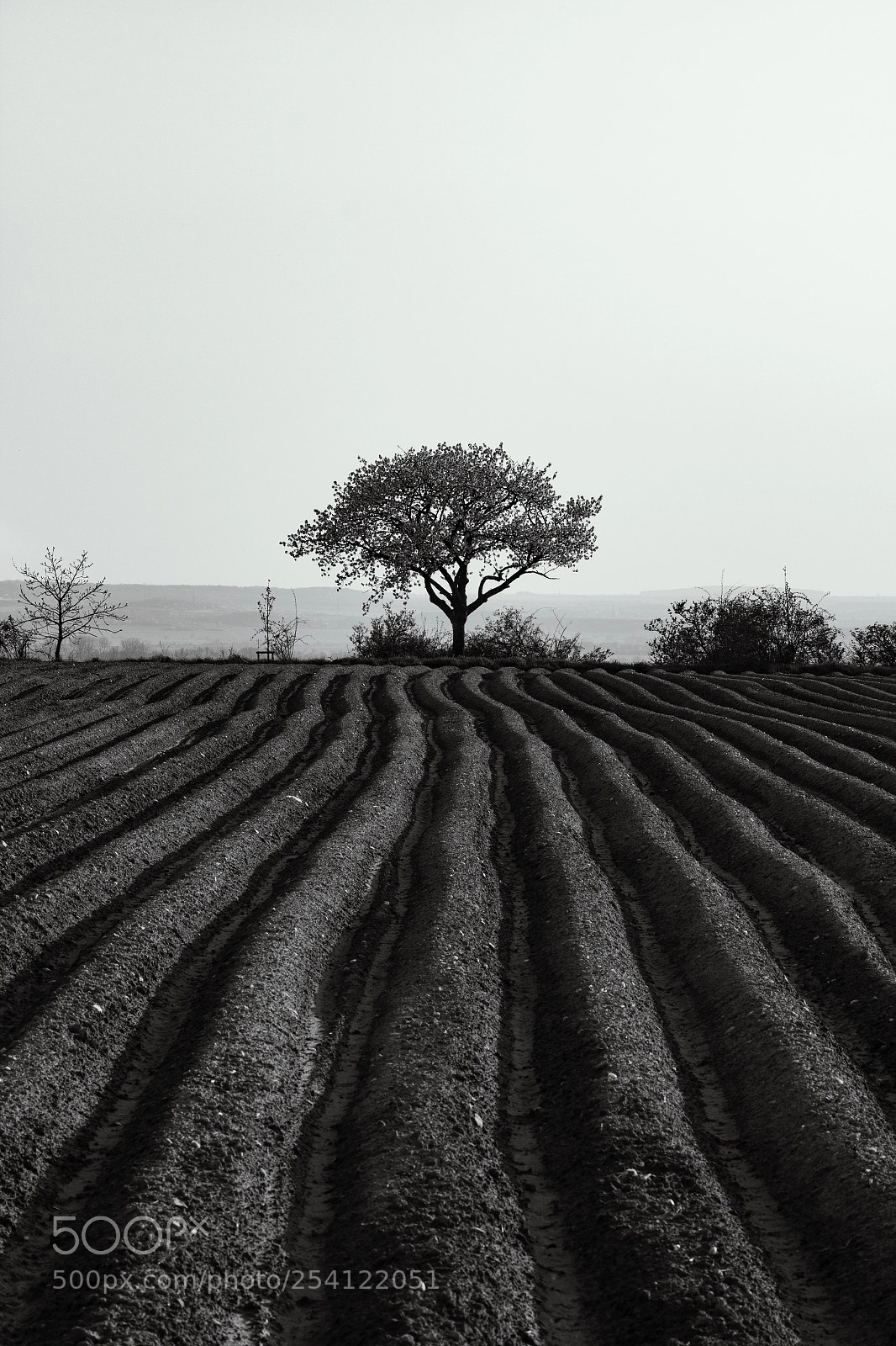 Canon EOS 70D sample photo. Field symetry photography