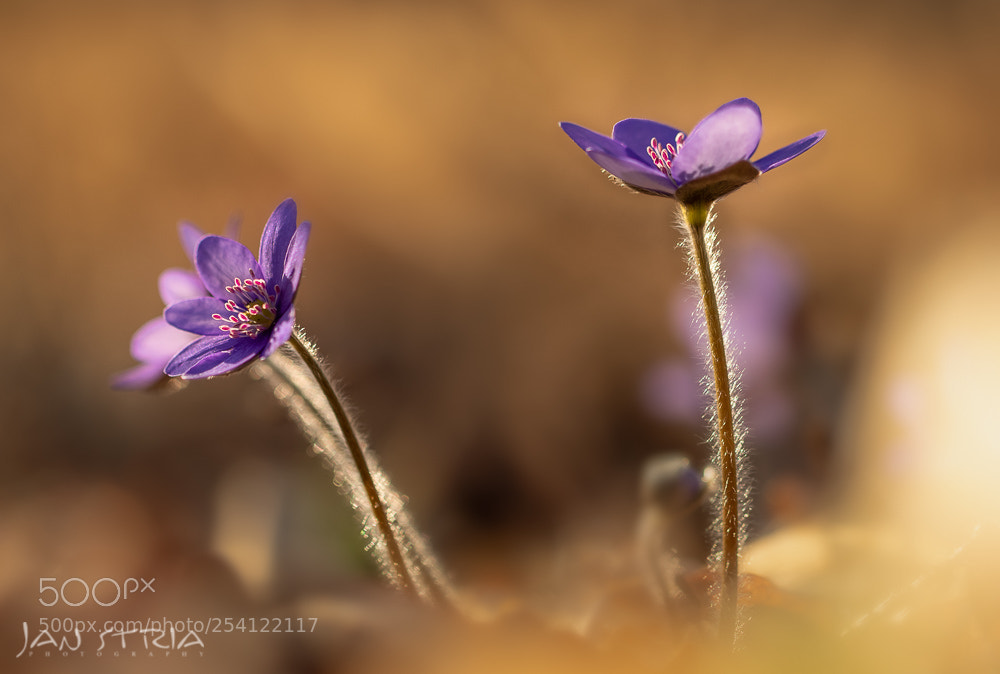 Canon EOS 80D sample photo. Spring afternoon photography