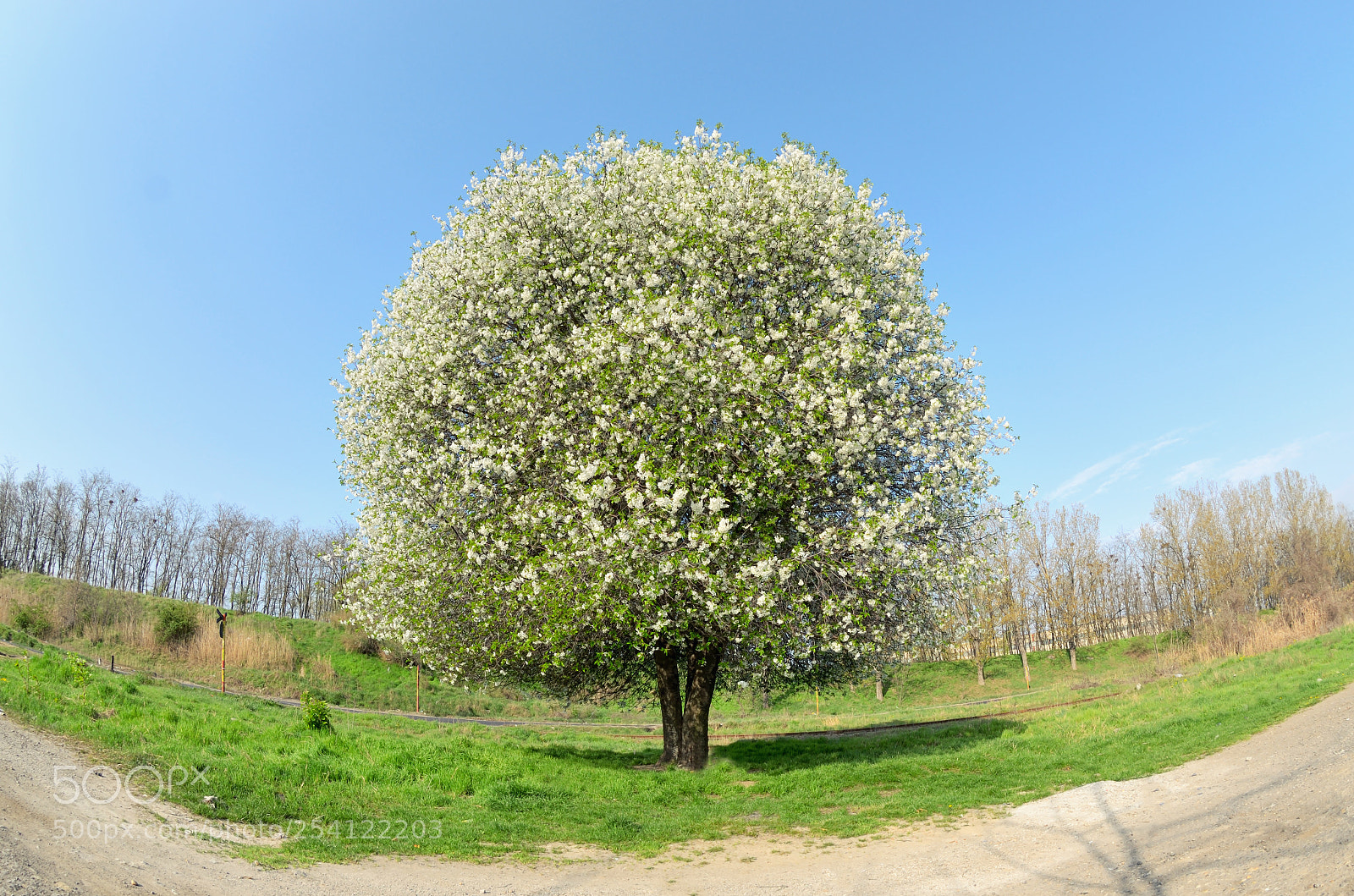 Nikon D7000 sample photo. Blossoming cherry tree photography