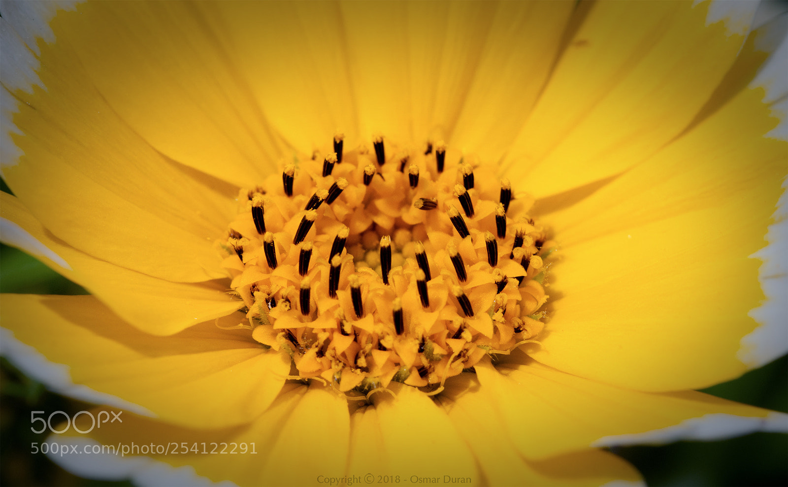 Nikon D300 sample photo. The core photography