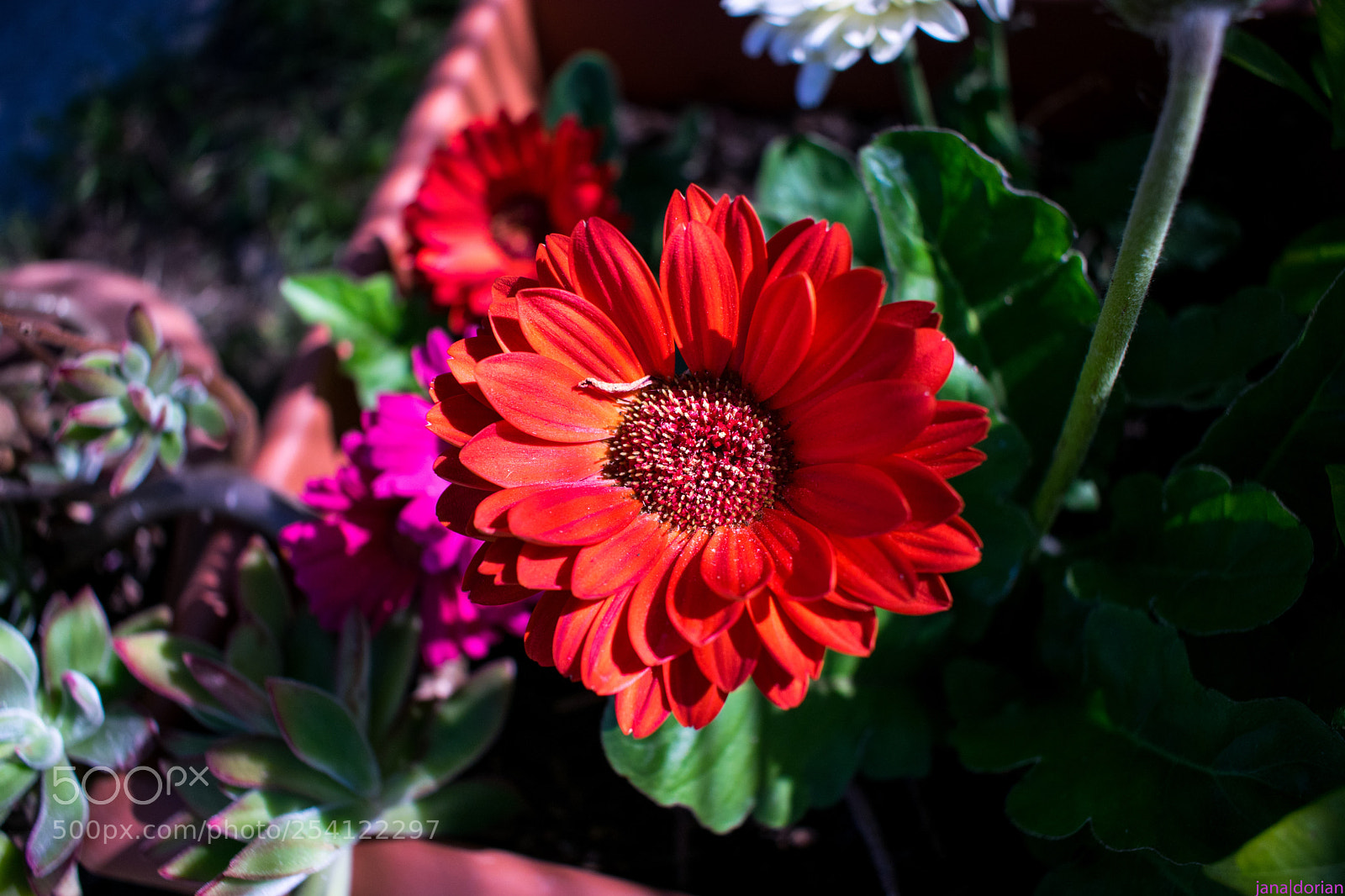 Nikon D5300 sample photo. Red flower photography