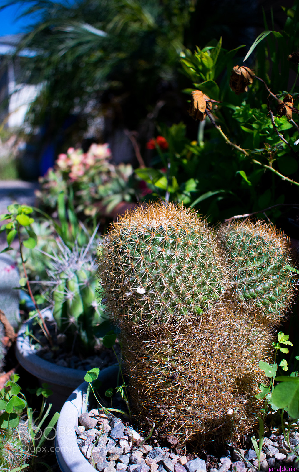 Nikon D5300 sample photo. Prickly plant photography