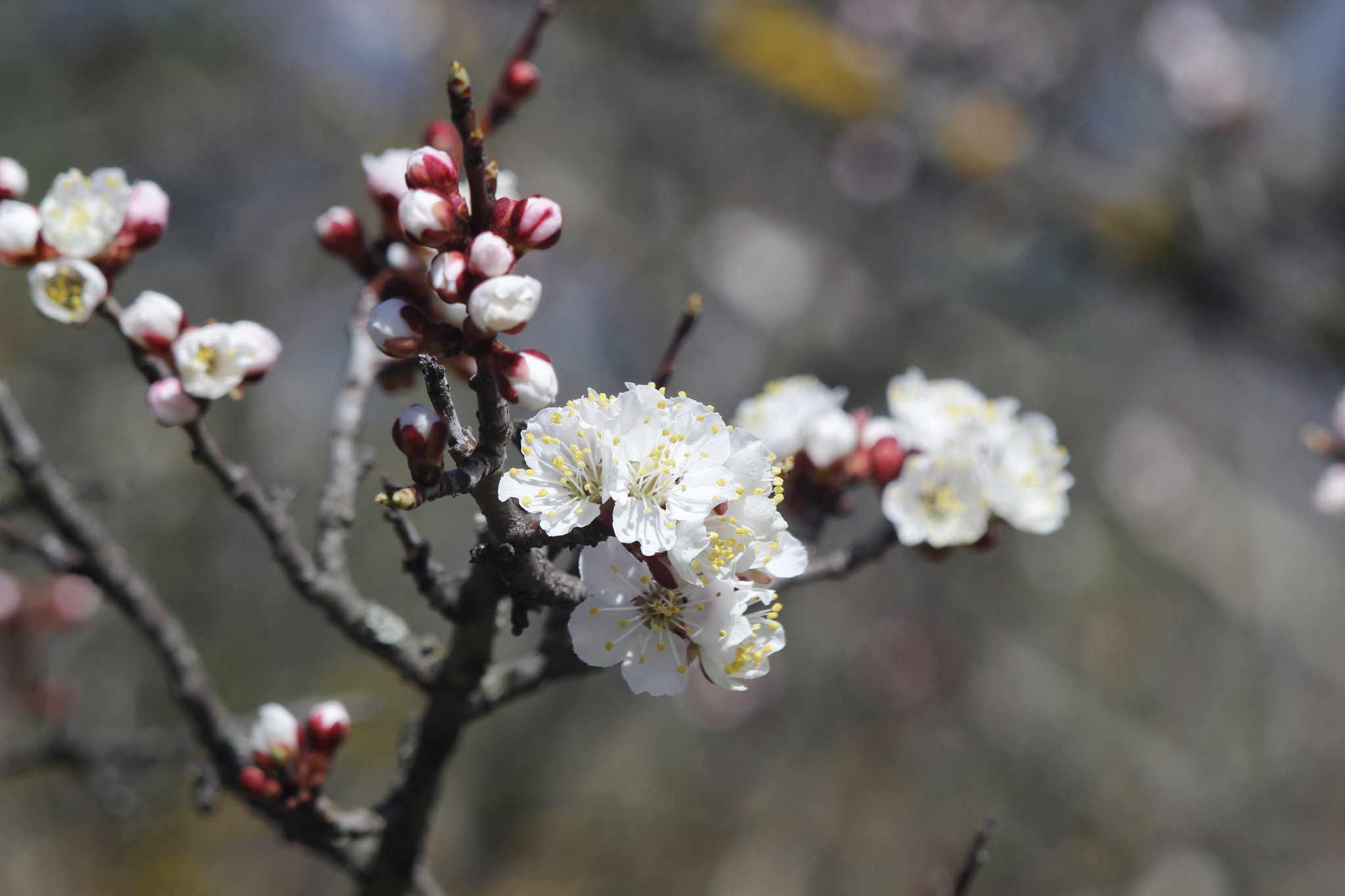 Canon EF 28-80mm f/3.5-5.6 sample photo