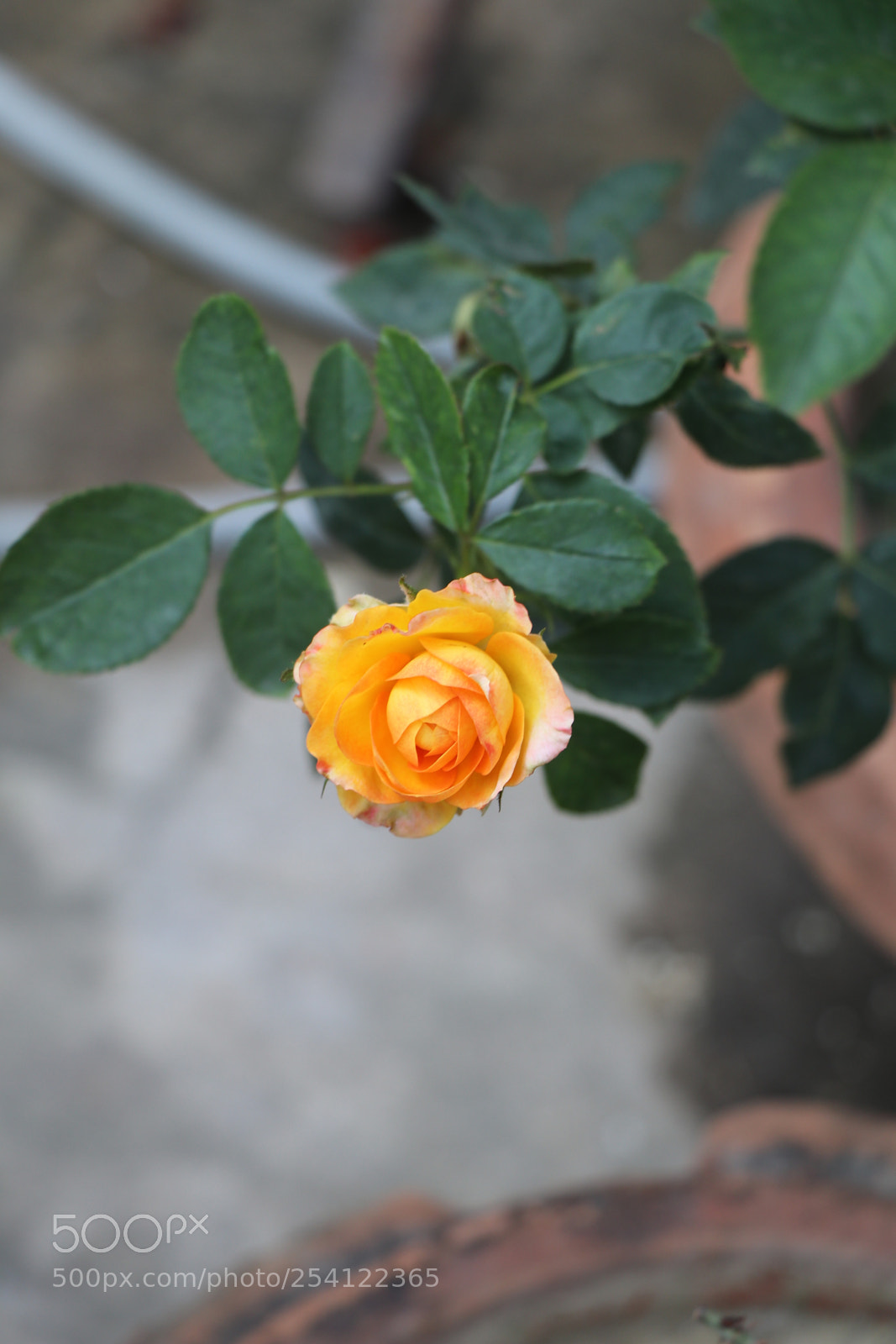 Canon EOS 80D sample photo. Img photography