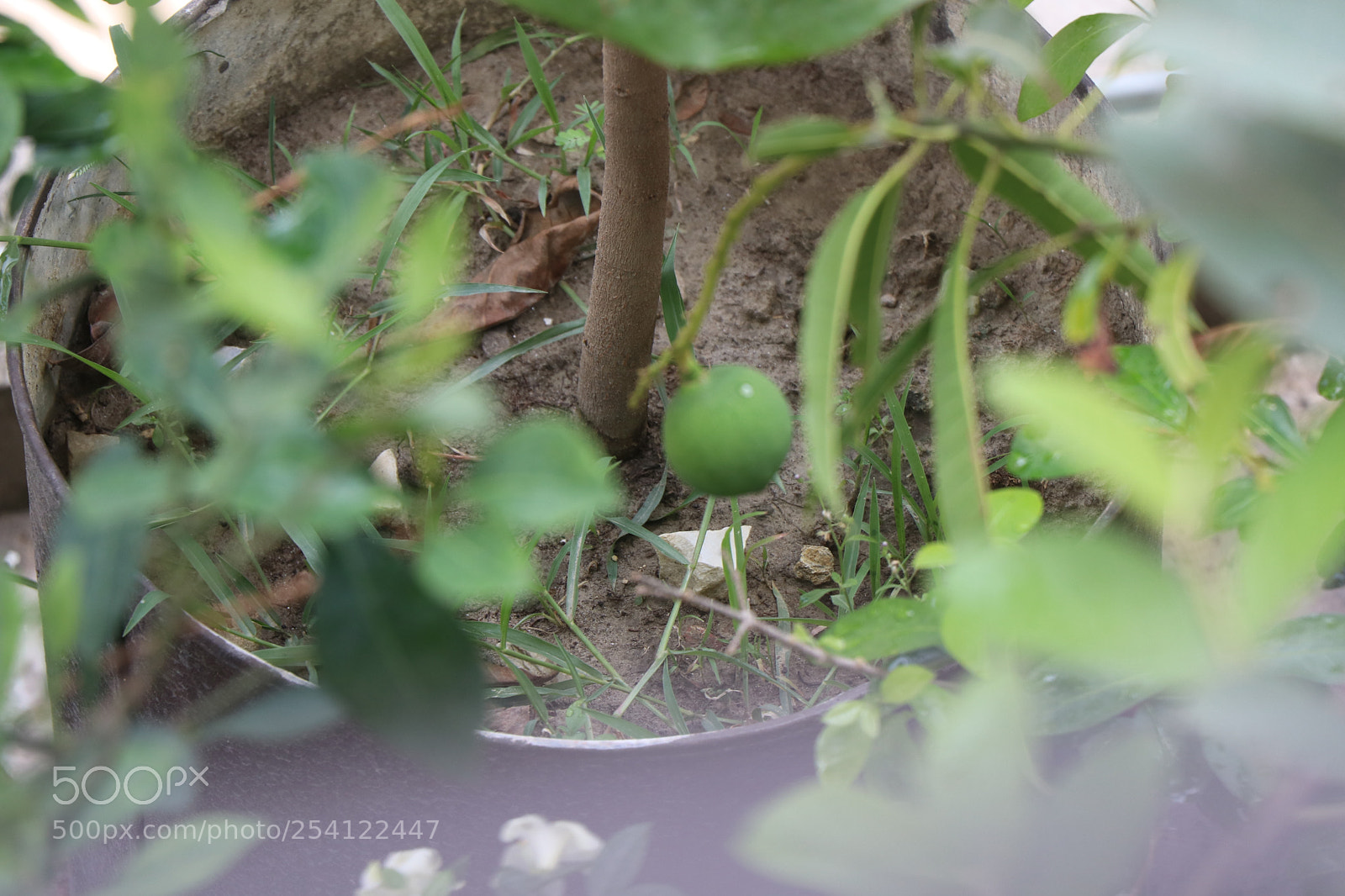 Canon EOS 80D sample photo. Img photography