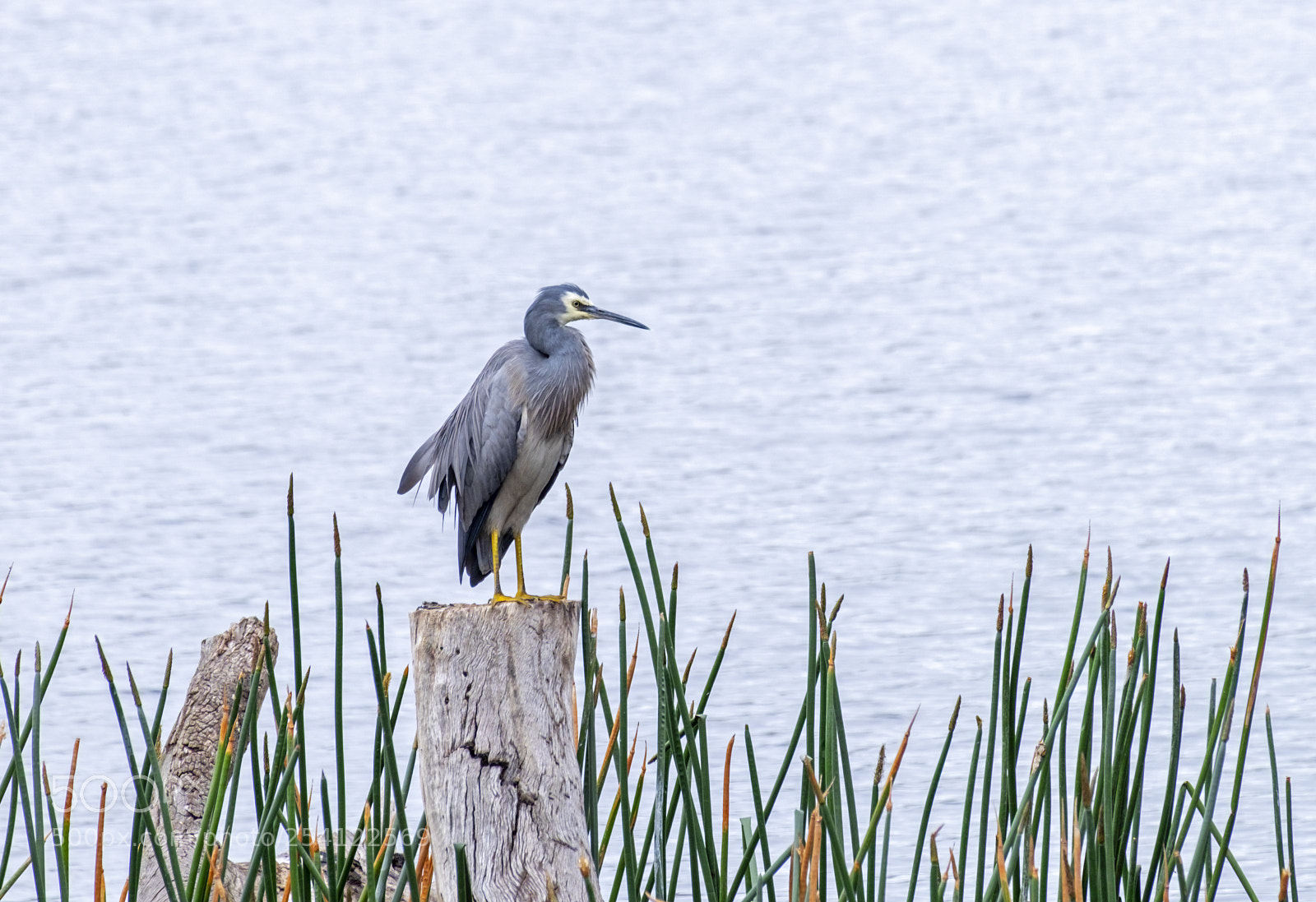 Fujifilm X-T1 sample photo. White-faced heron photography