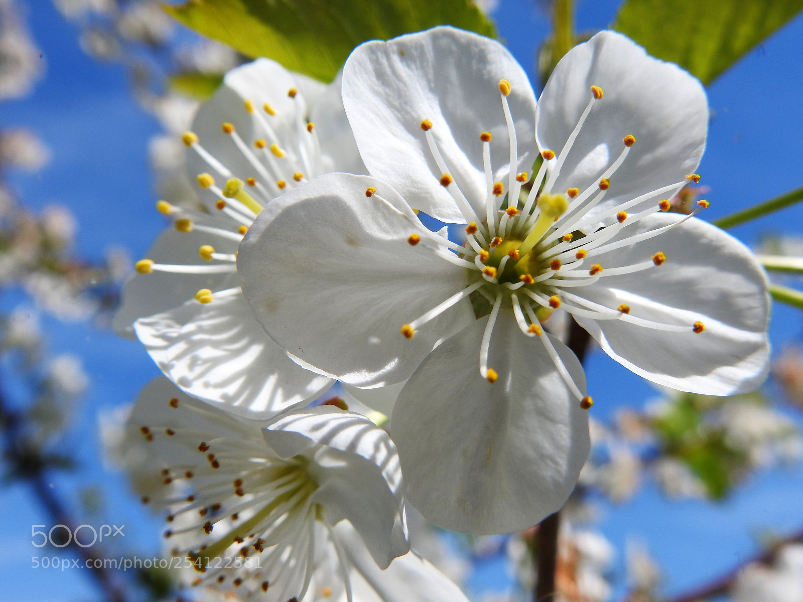 Nikon Coolpix P900 sample photo. Springtime photography