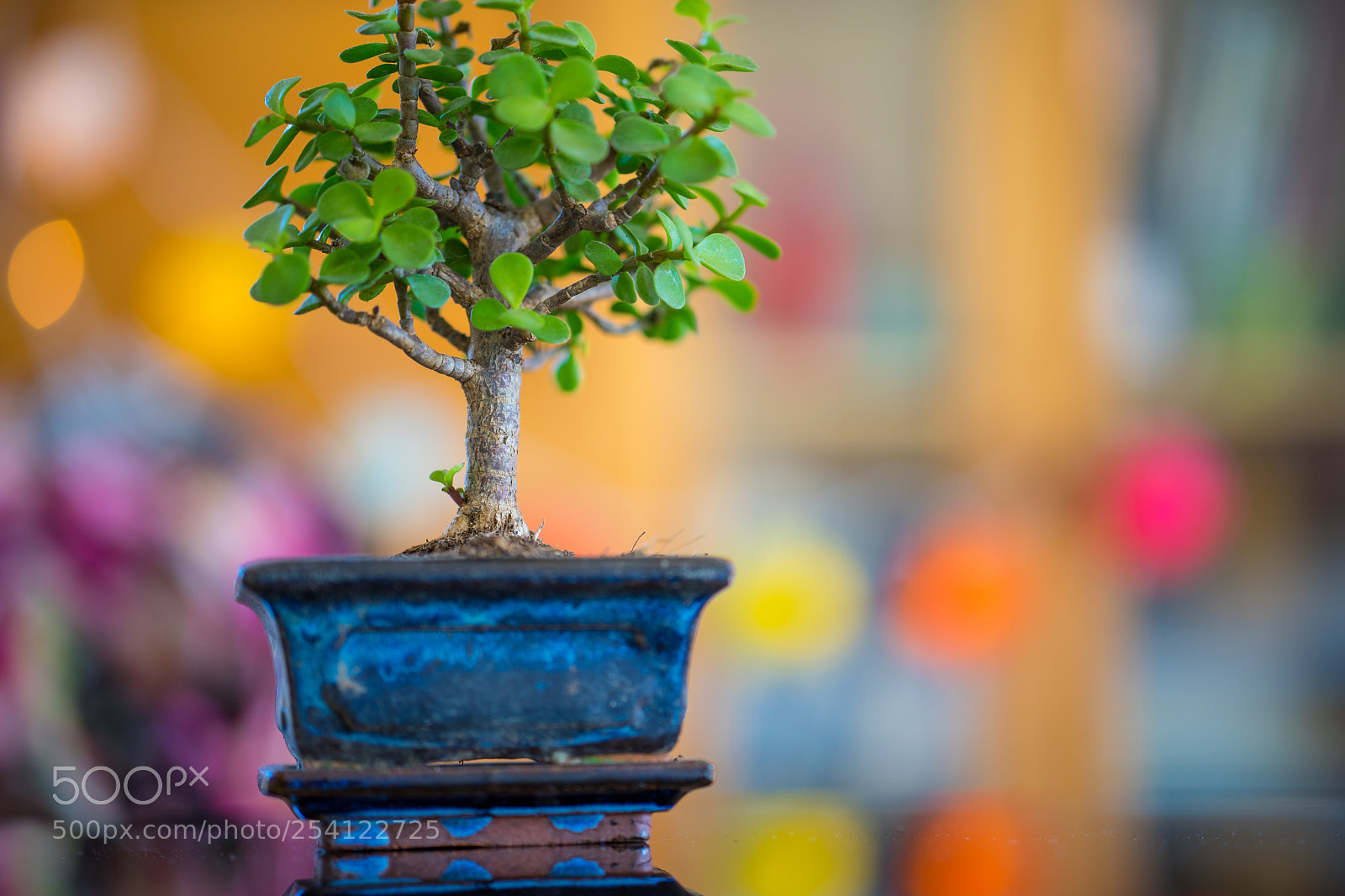 Sony a7 sample photo. Bonsai tree with bokeh photography