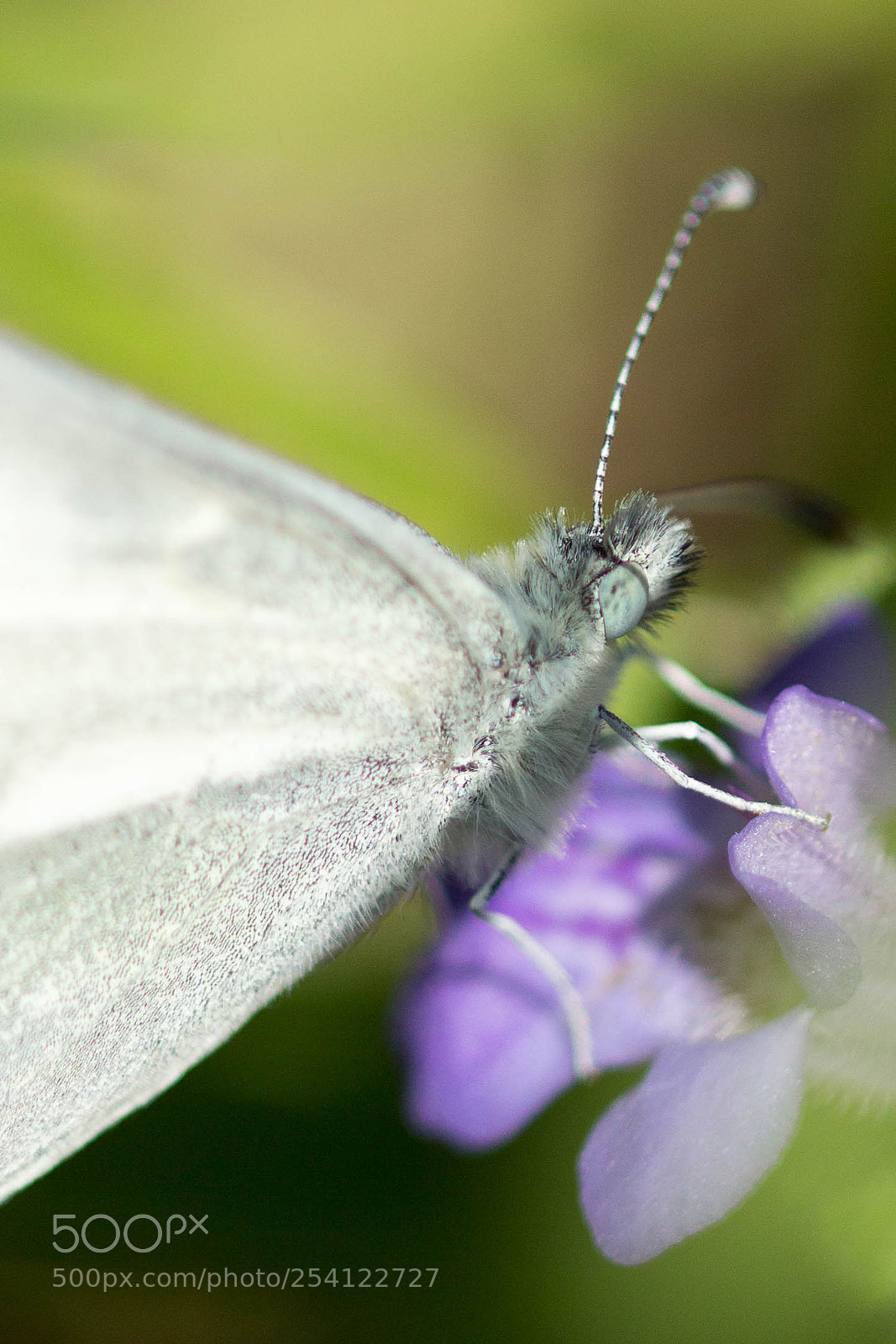 Canon EOS 60D sample photo. Schmetterling photography