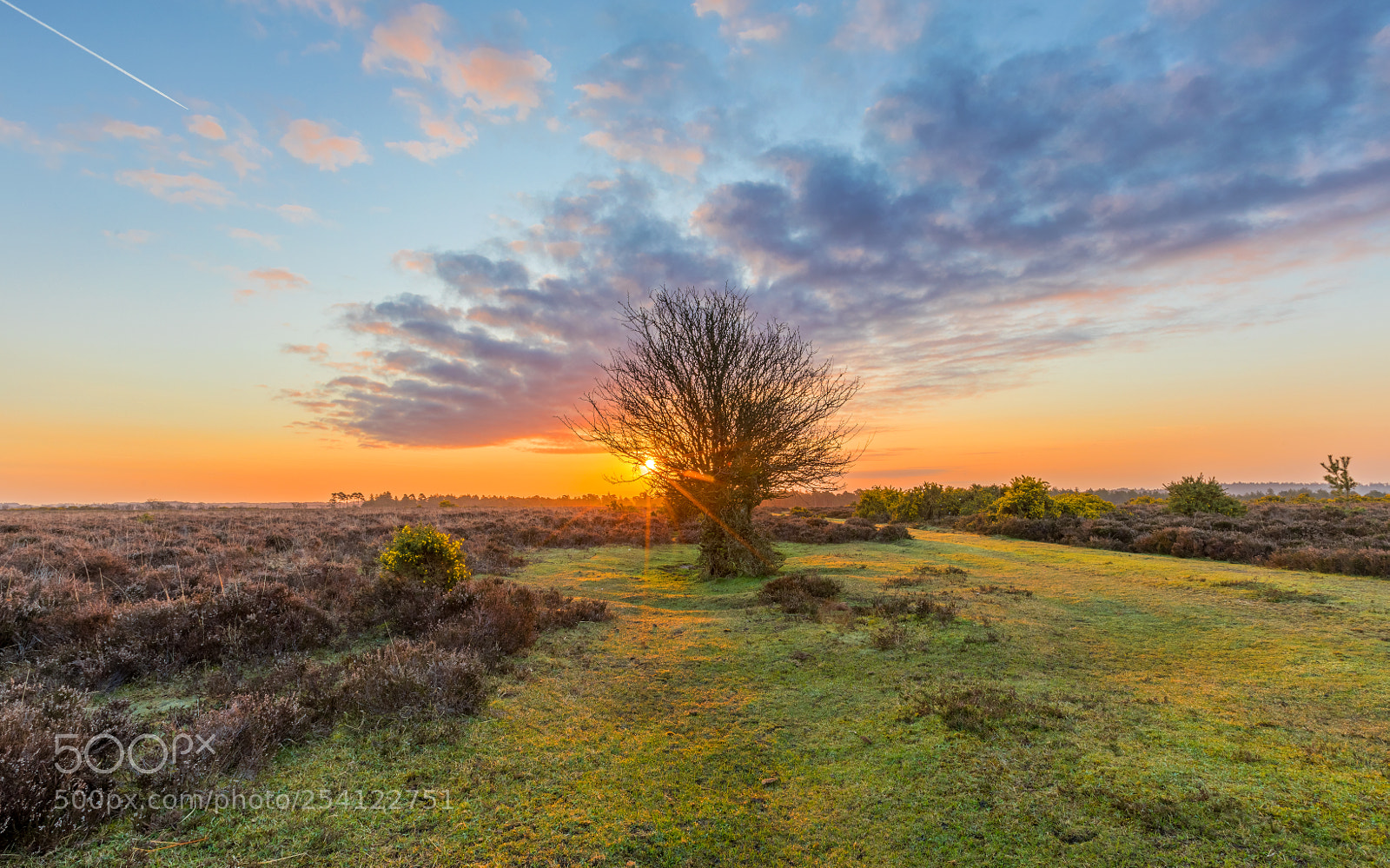 Canon EOS 5D Mark IV sample photo. Gorse path photography