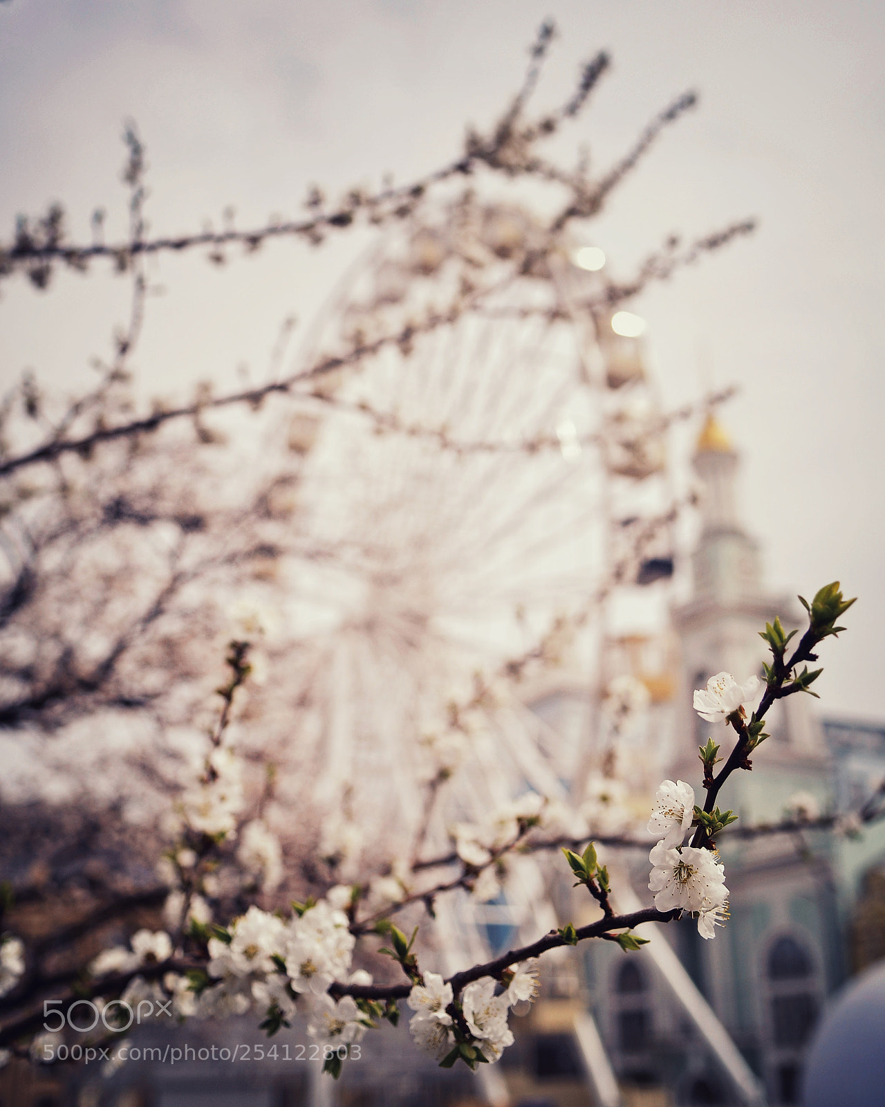 Nikon D800 sample photo. Spring blossom photography