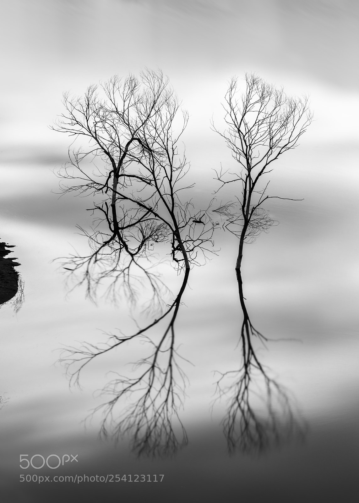 Nikon D810 sample photo. Trees in the lake photography