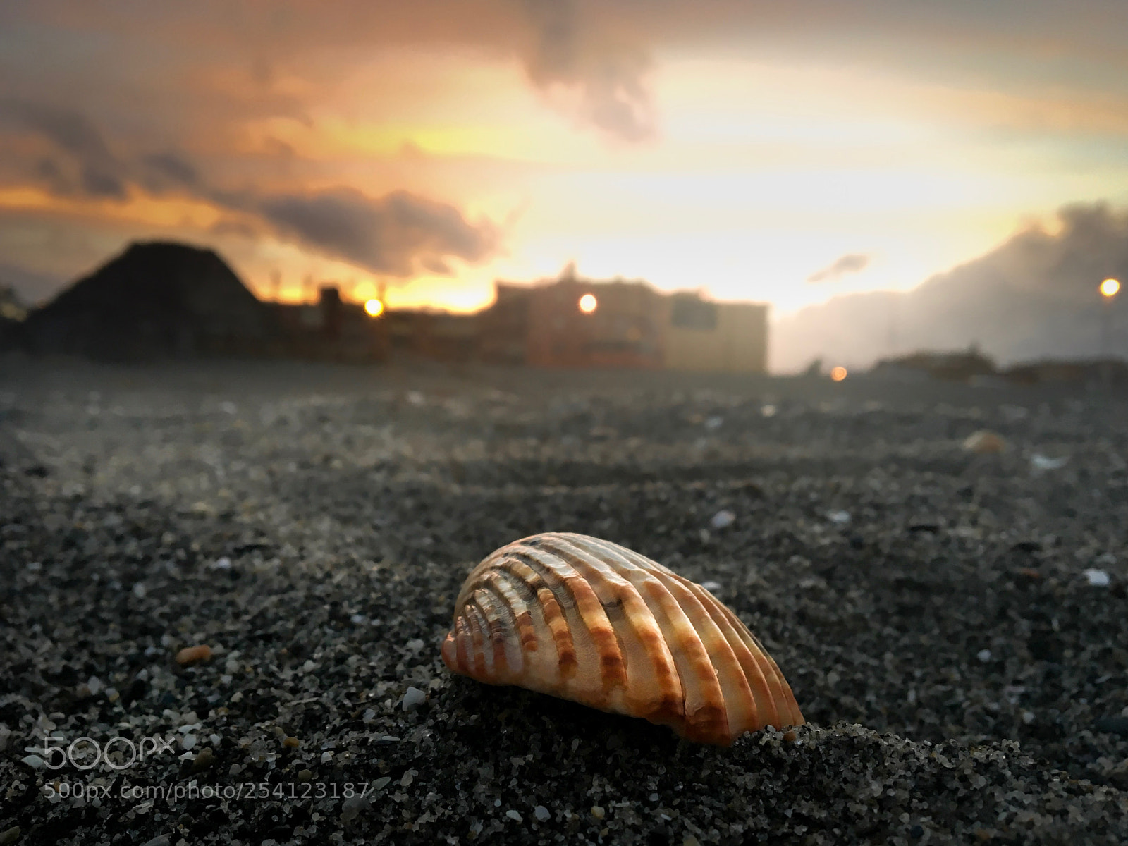 Apple iPhone 6s sample photo. Shell photography