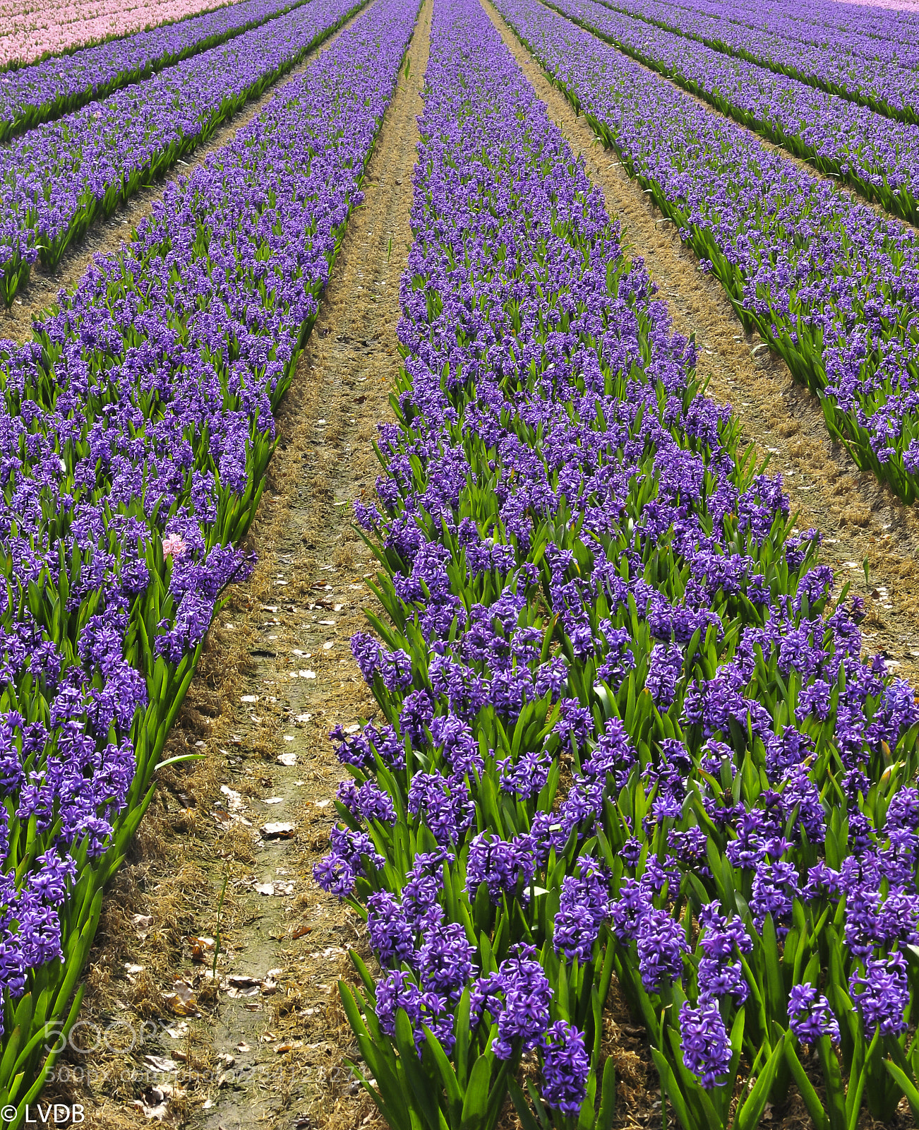Nikon D300 sample photo. Hyacinth photography