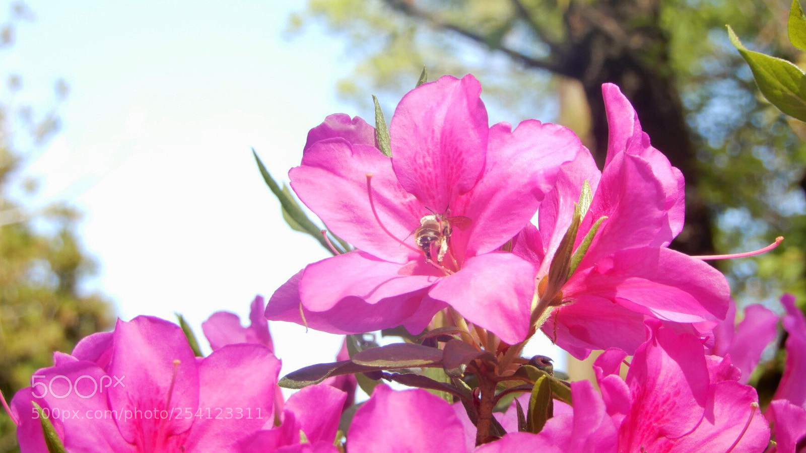 Nikon Coolpix A900 sample photo. Azalea photography